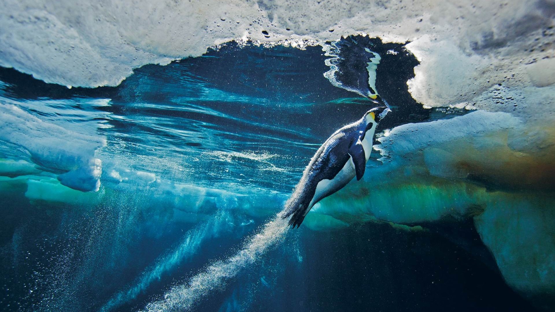 Emperor penguin swimming underwater near ice HD Wallpaper