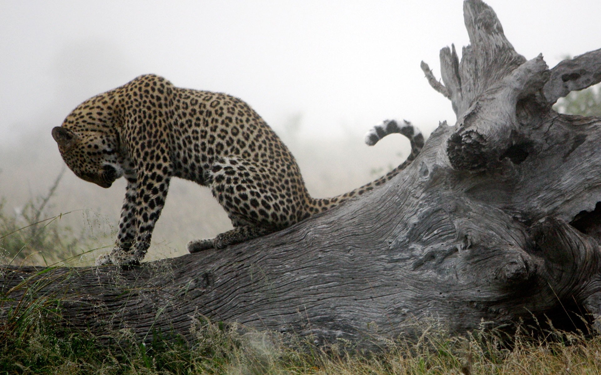 Leopard perched on a fallen tree trunk in misty weather HD Wallpaper