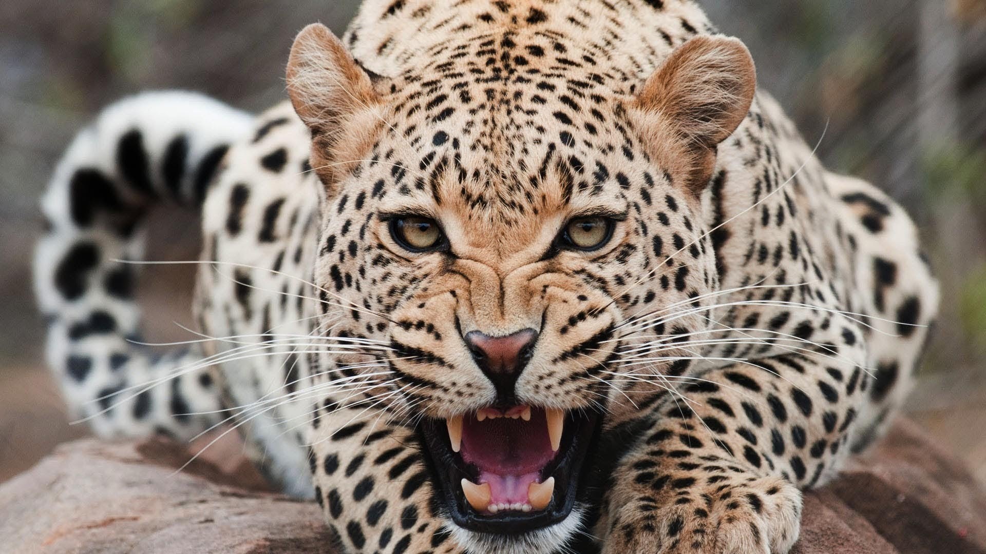 Leopard snarling with mouth open HD Wallpaper