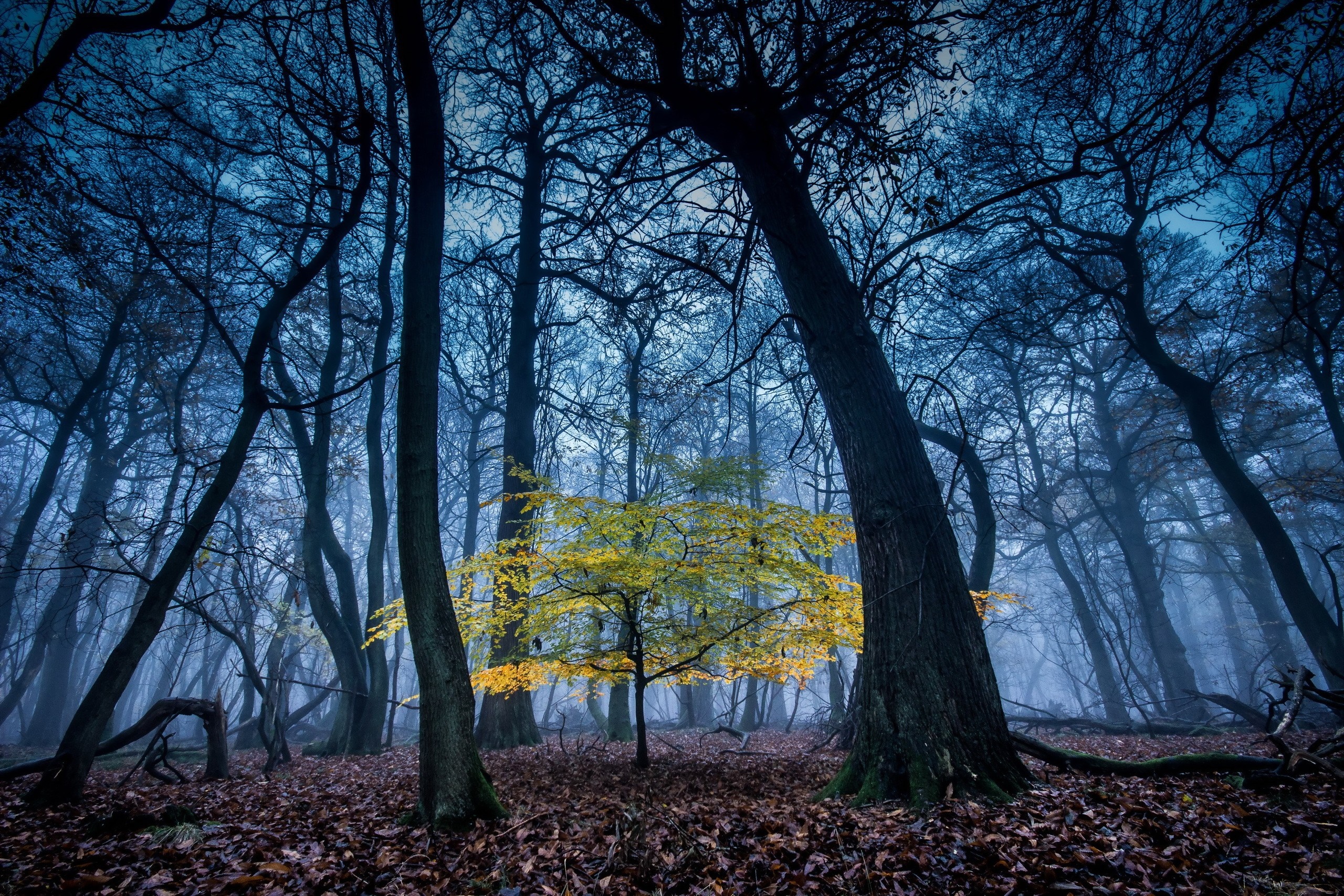 Yellow tree in a misty blue forest during autumn HD Wallpaper