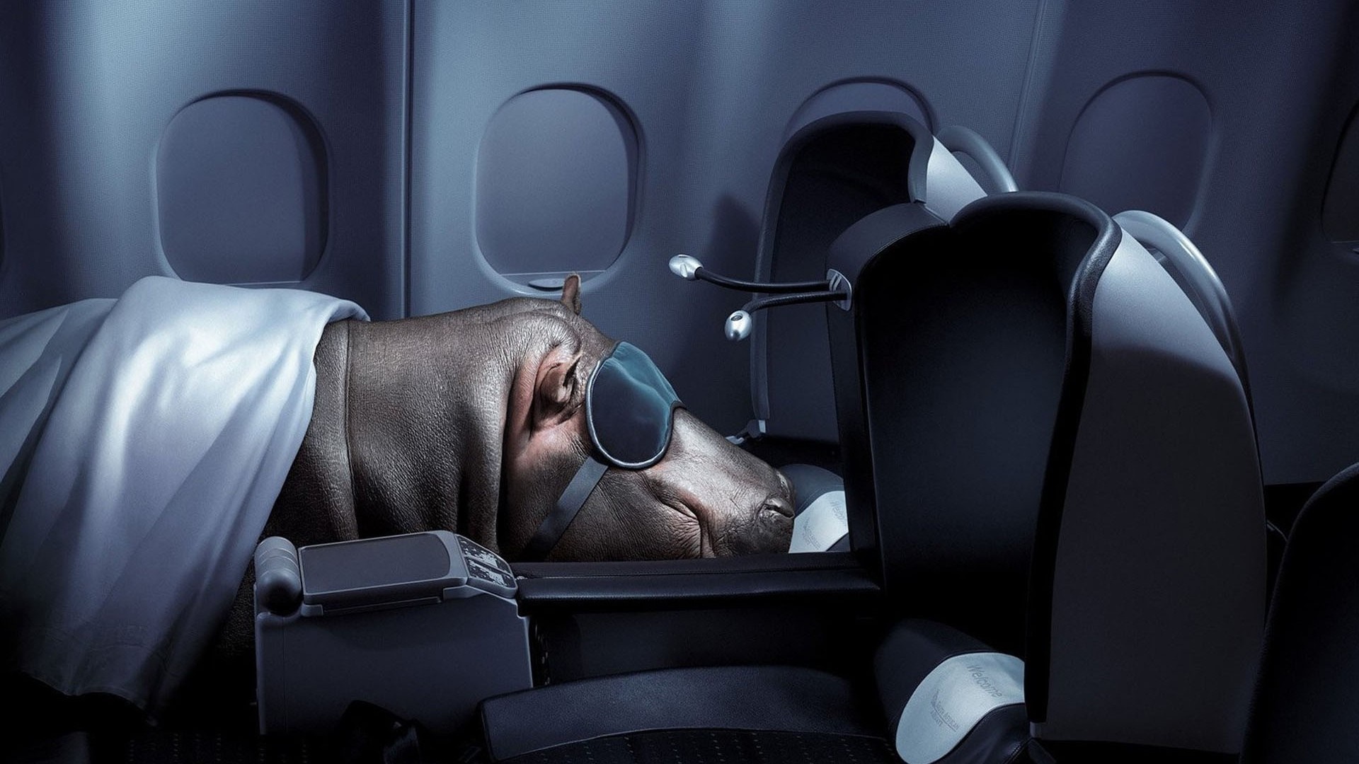 Hippo sleeping in an airplane seat HD Wallpaper