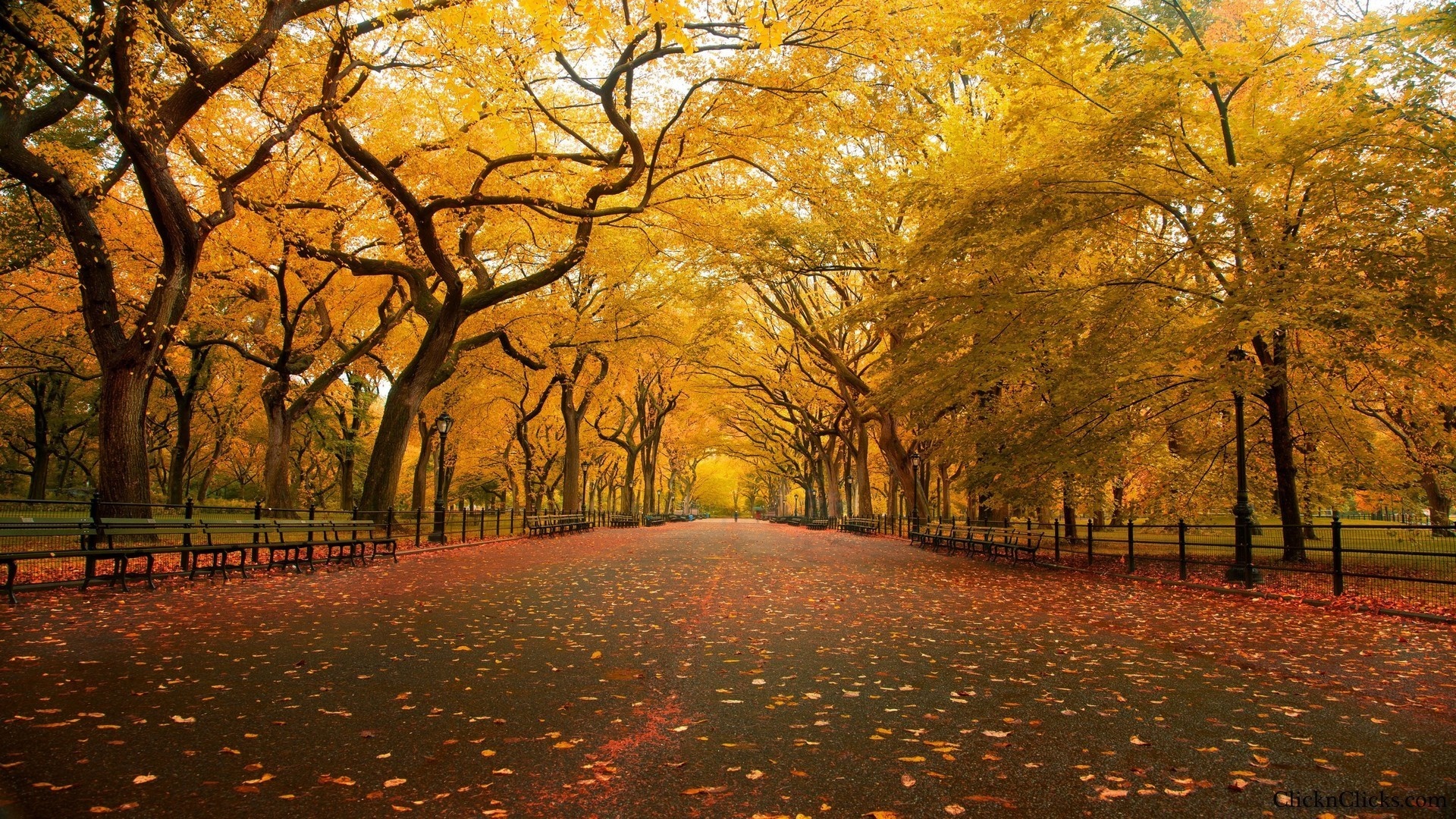 Autumn path lined with trees and benches HD Wallpaper
