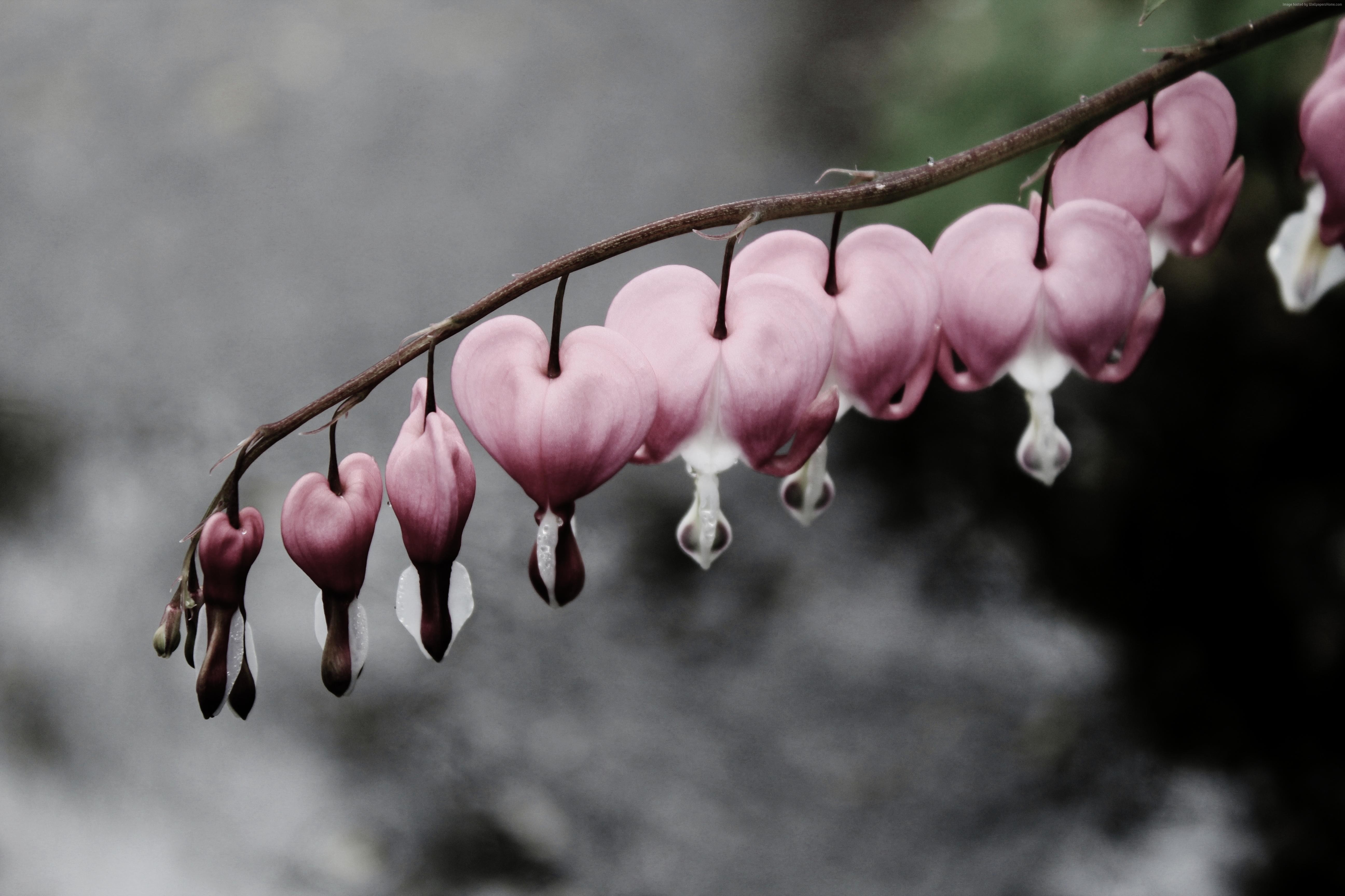 Bleeding hearts flowers with water drops HD Wallpaper