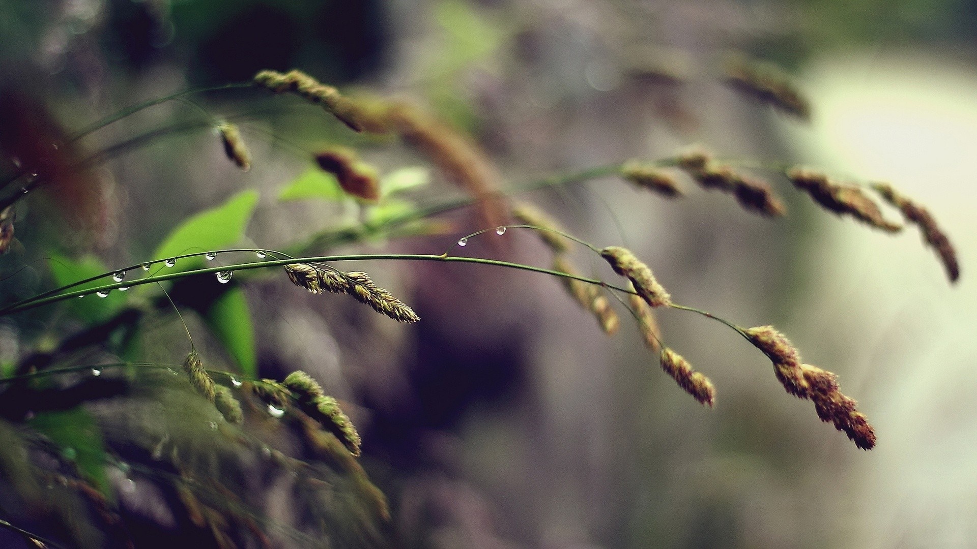 Close-up of grass with water droplets HD Wallpaper