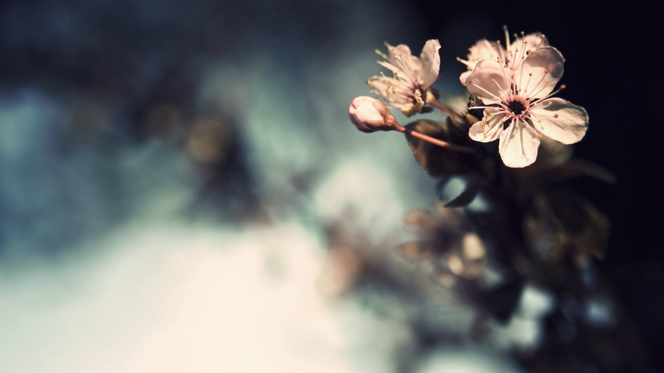 Close-up of a delicate pink cherry blossom on a dark background HD Wallpaper
