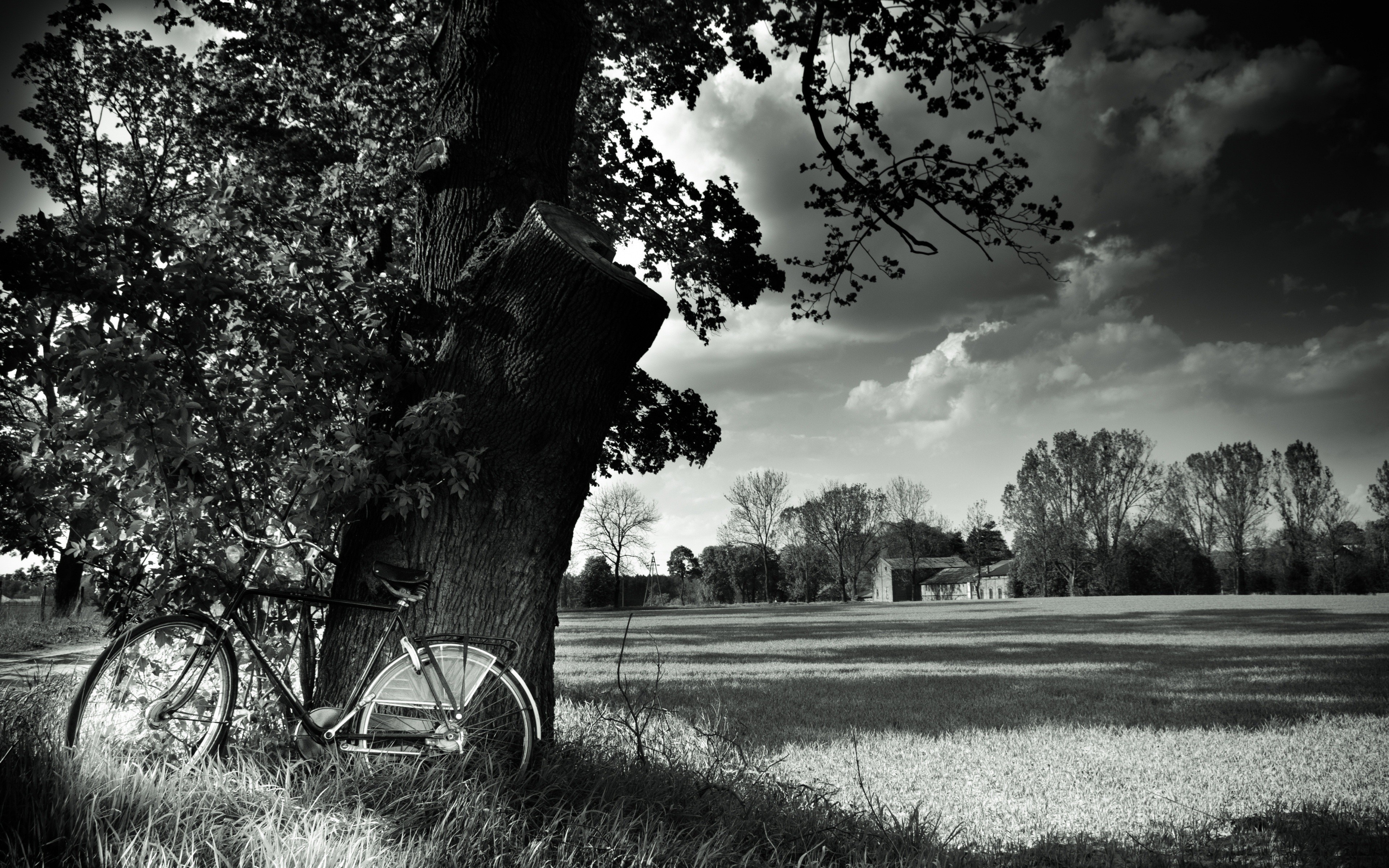 Monochrome image of a bicycle leaning against a tree in a field HD Wallpaper