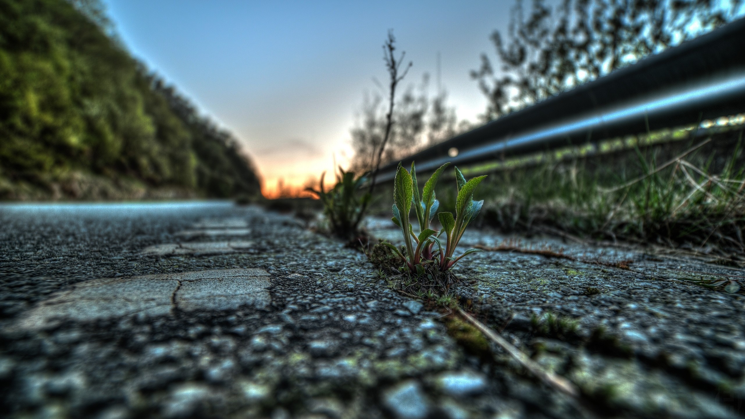 Plant growing through cracked asphalt road at sunset HD Wallpaper