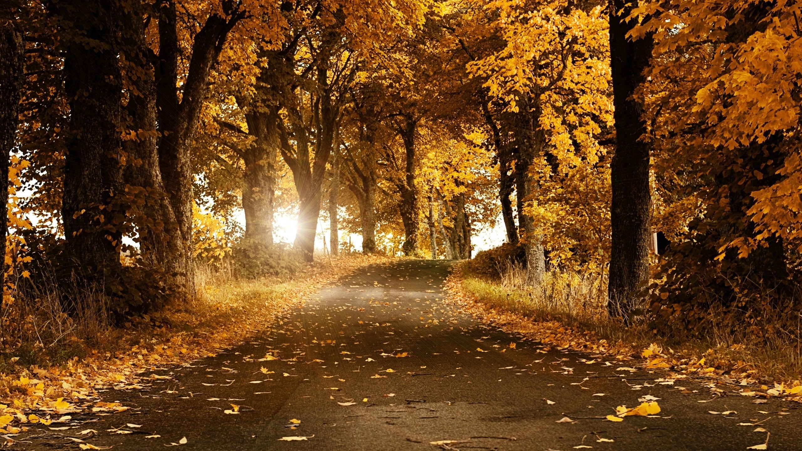 Autumn road lined with trees in sunlight HD Wallpaper
