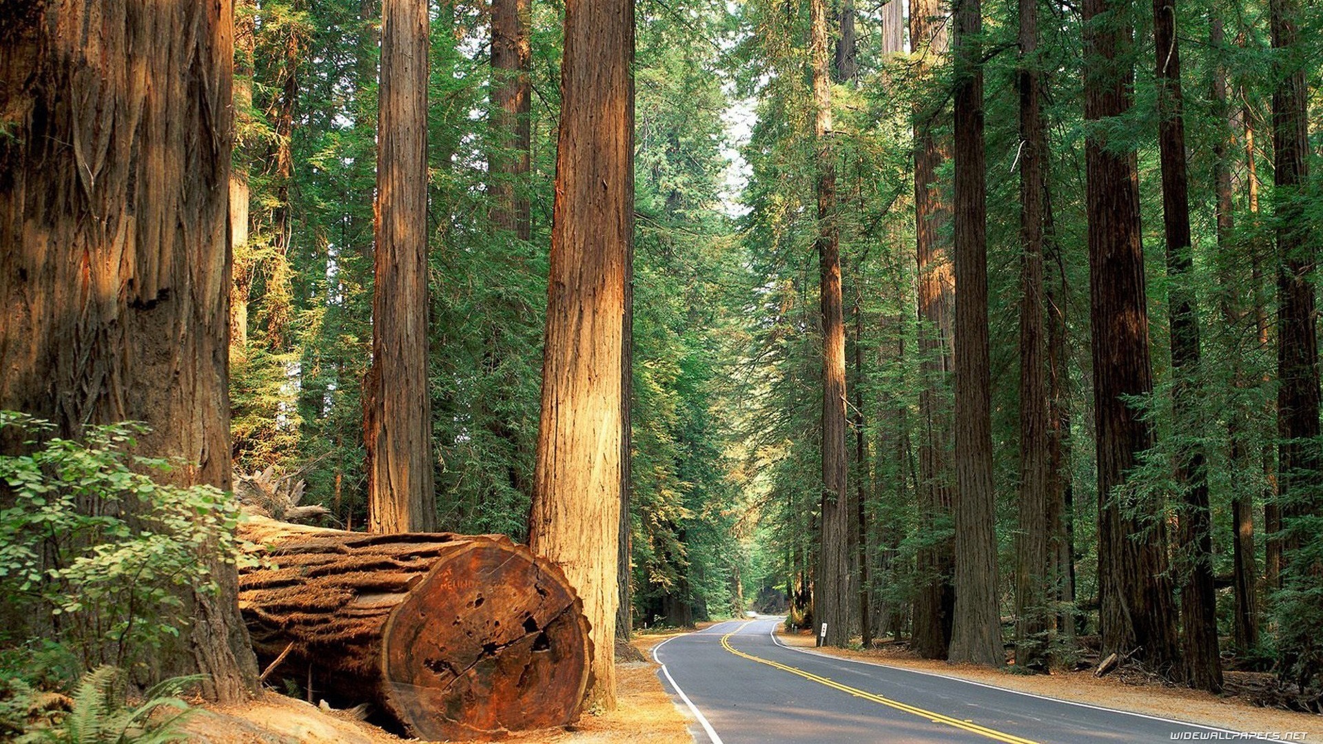 Road through a redwood forest with a fallen log HD Wallpaper