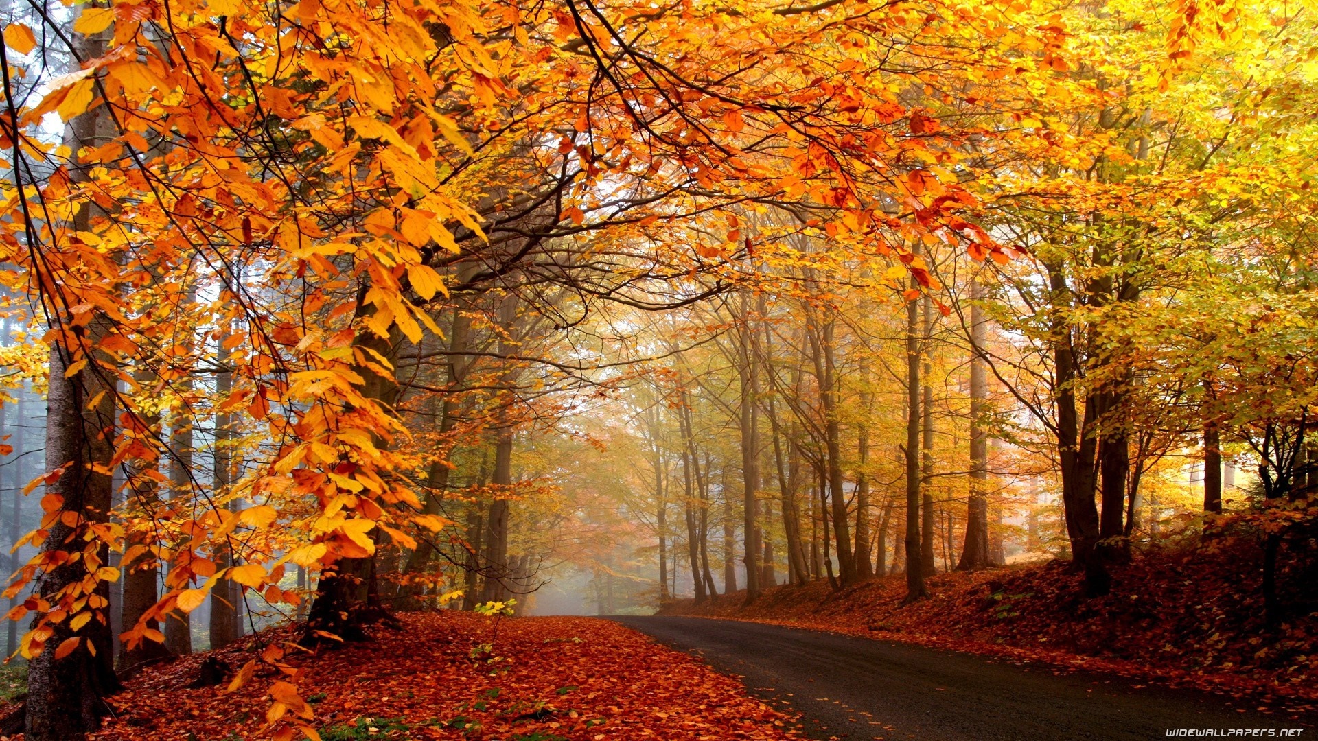 Autumn forest road with colorful leaves HD Wallpaper