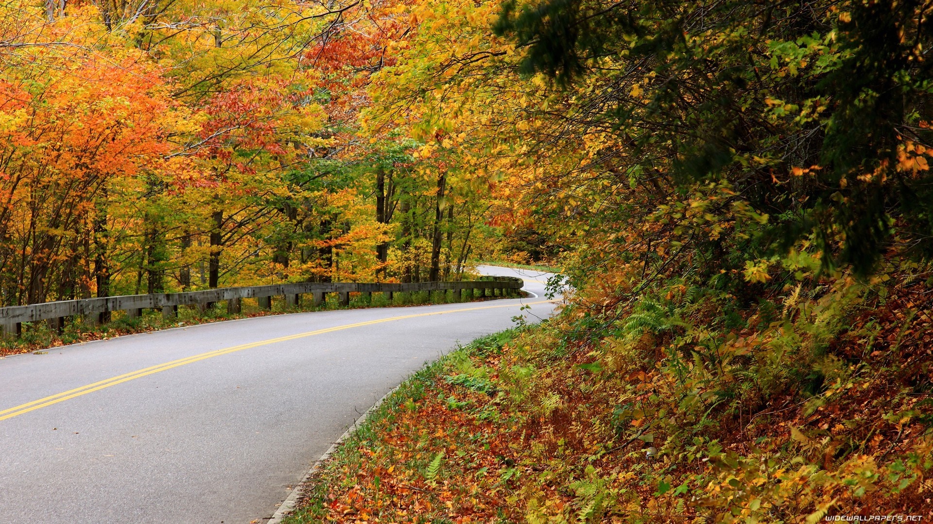 Winding road through autumn forest with colorful leaves HD Wallpaper
