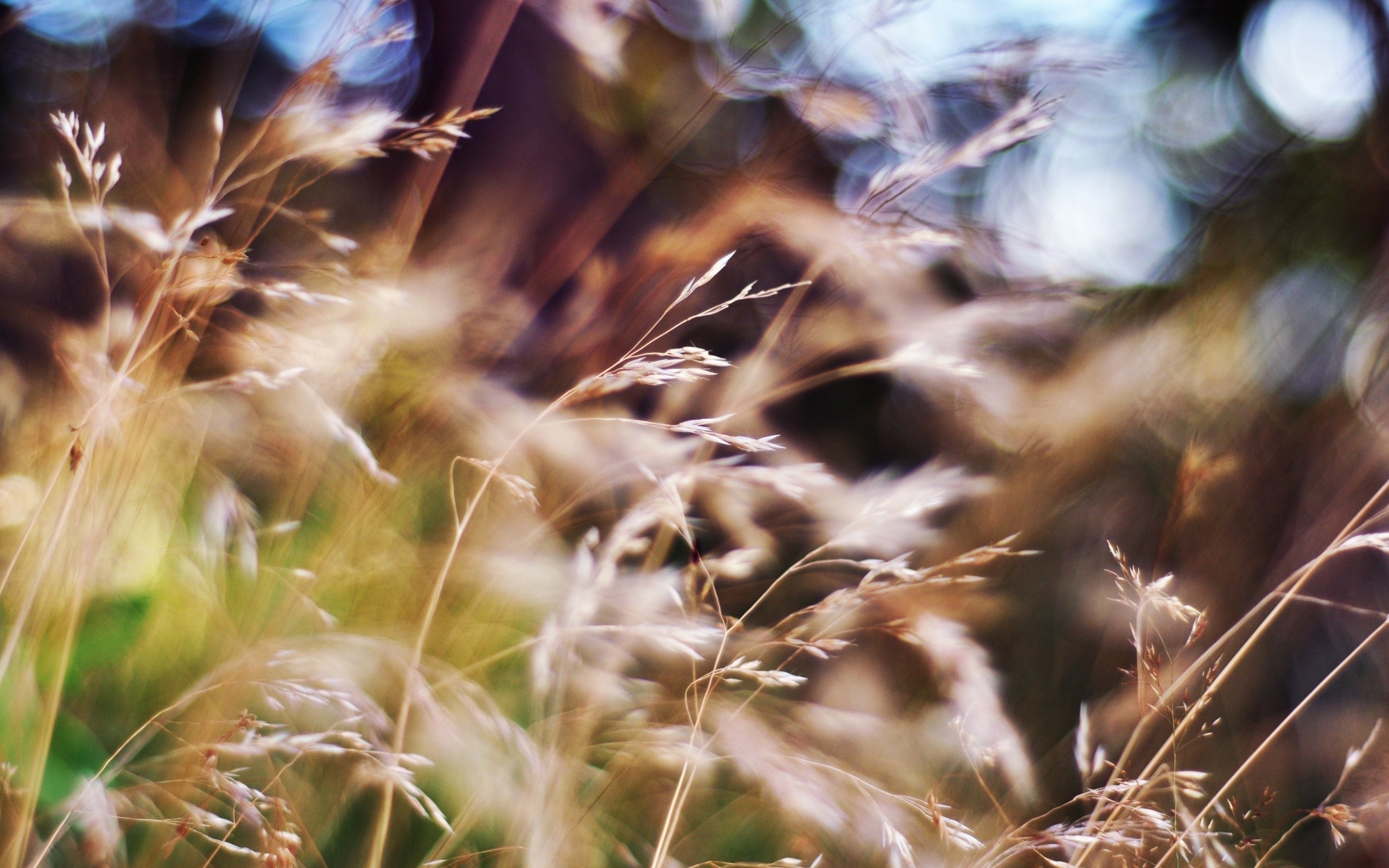 Close-up of dry grass in sunlight with blurred background HD Wallpaper