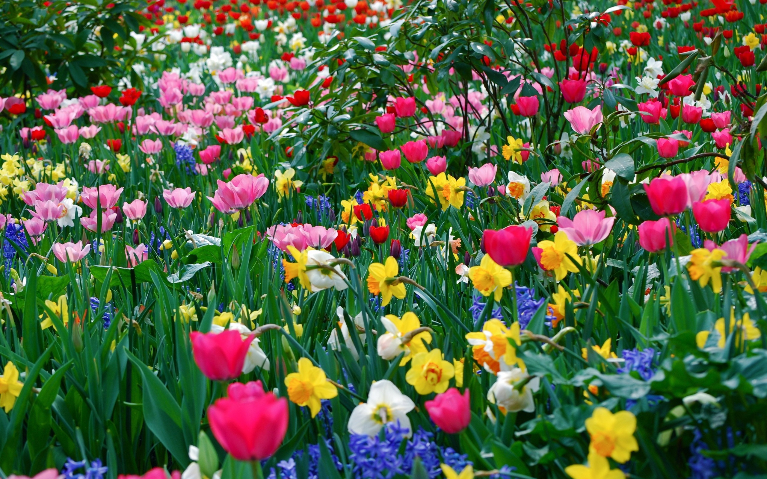 Field of colorful tulips and daffodils in bloom HD Wallpaper