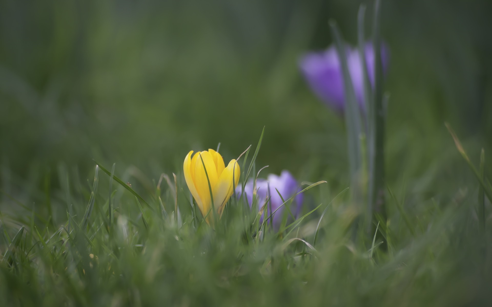 Yellow and purple crocuses in green grass HD Wallpaper