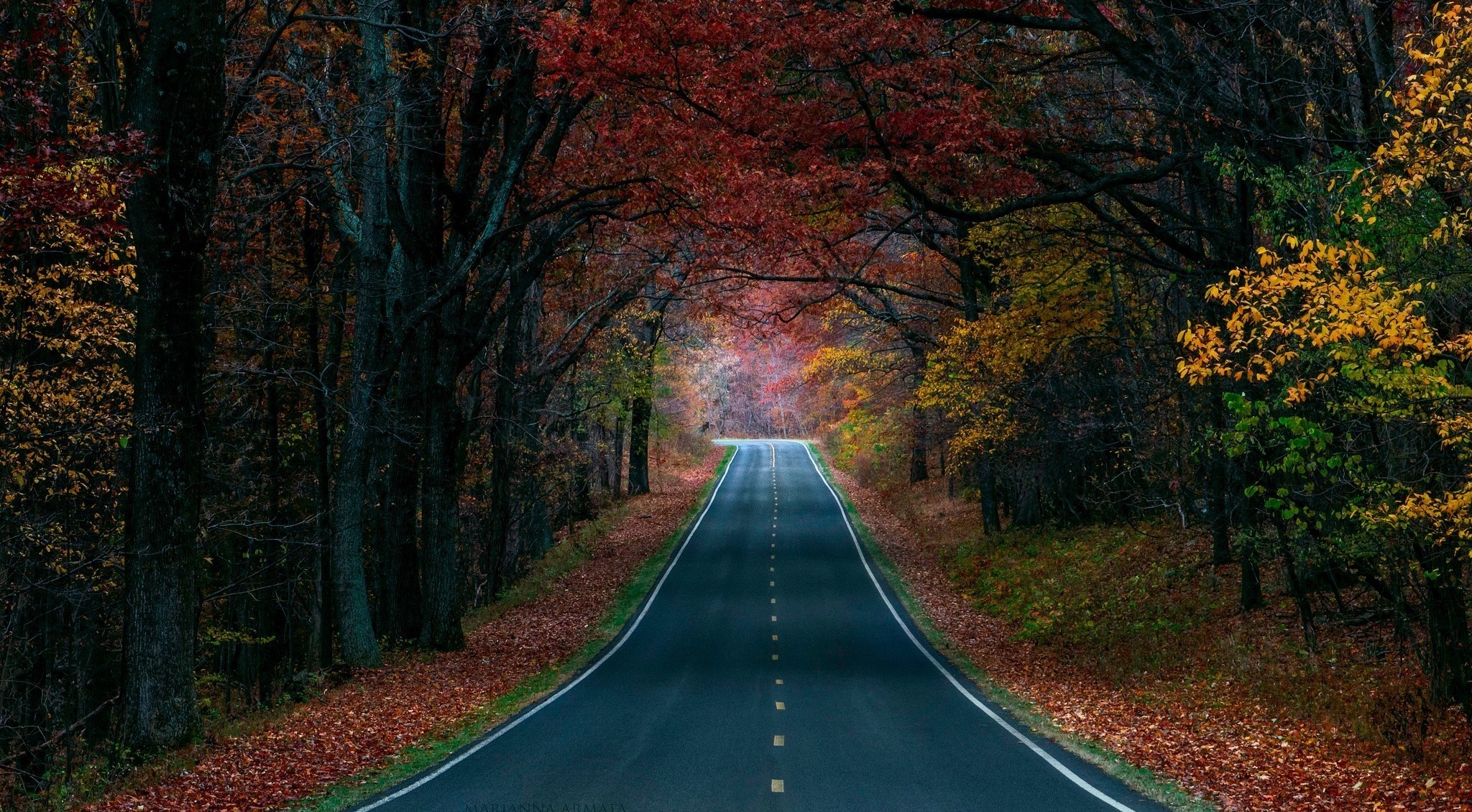 Road through an autumn forest with colorful leaves HD Wallpaper