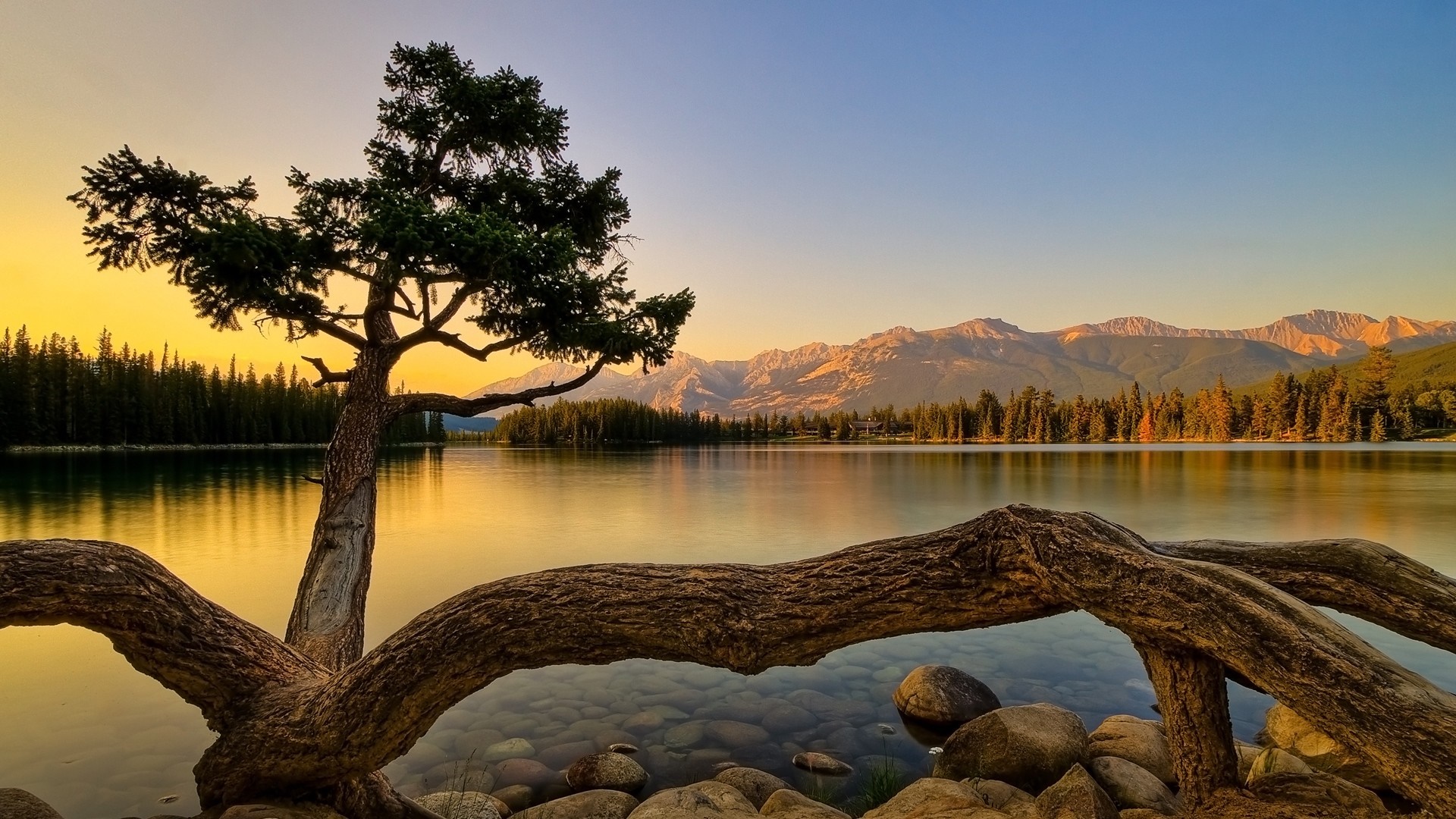 Tree branch over lake at sunset with mountains HD Wallpaper