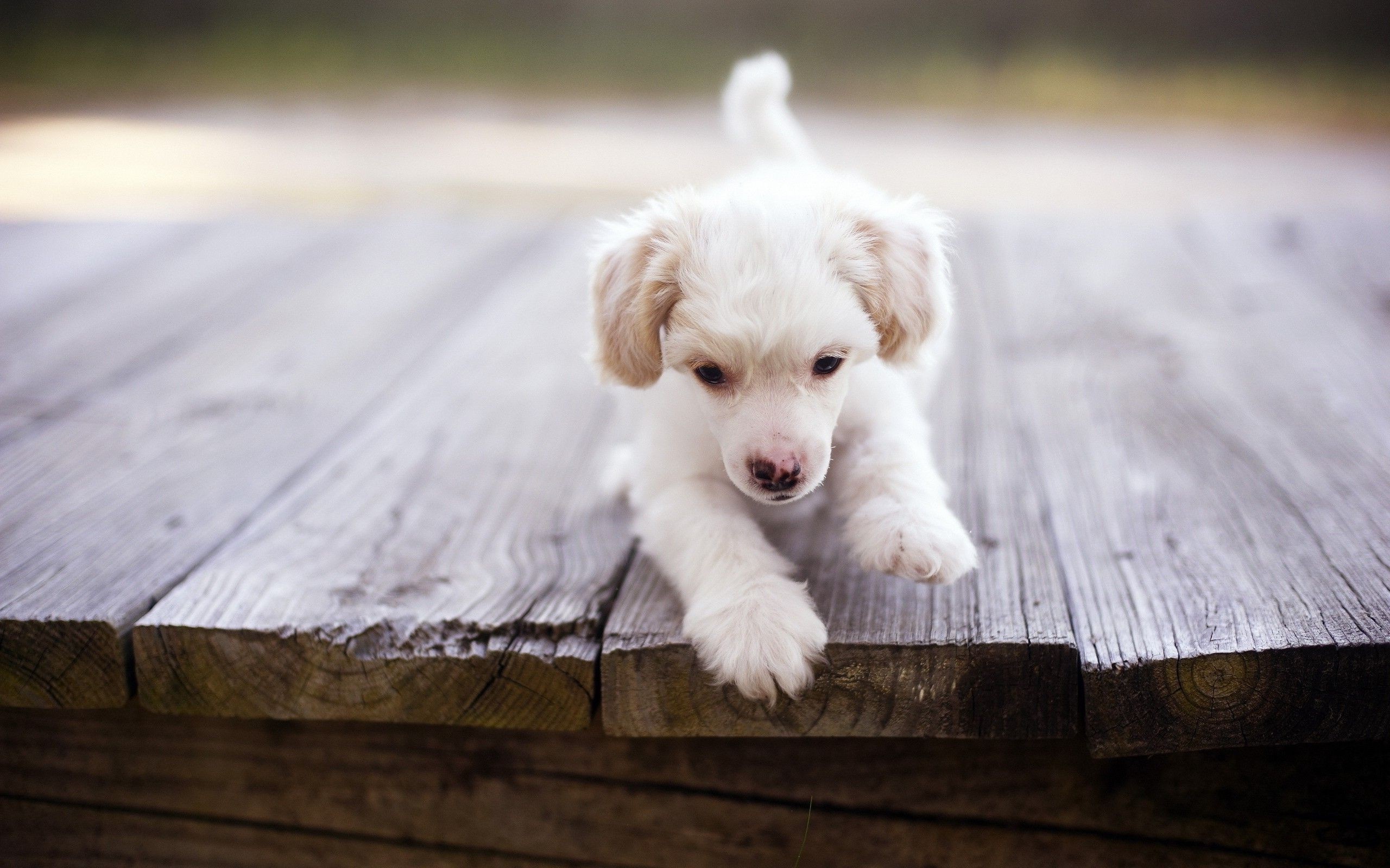 Adorable White Puppy on Wooden Surface HD Wallpaper