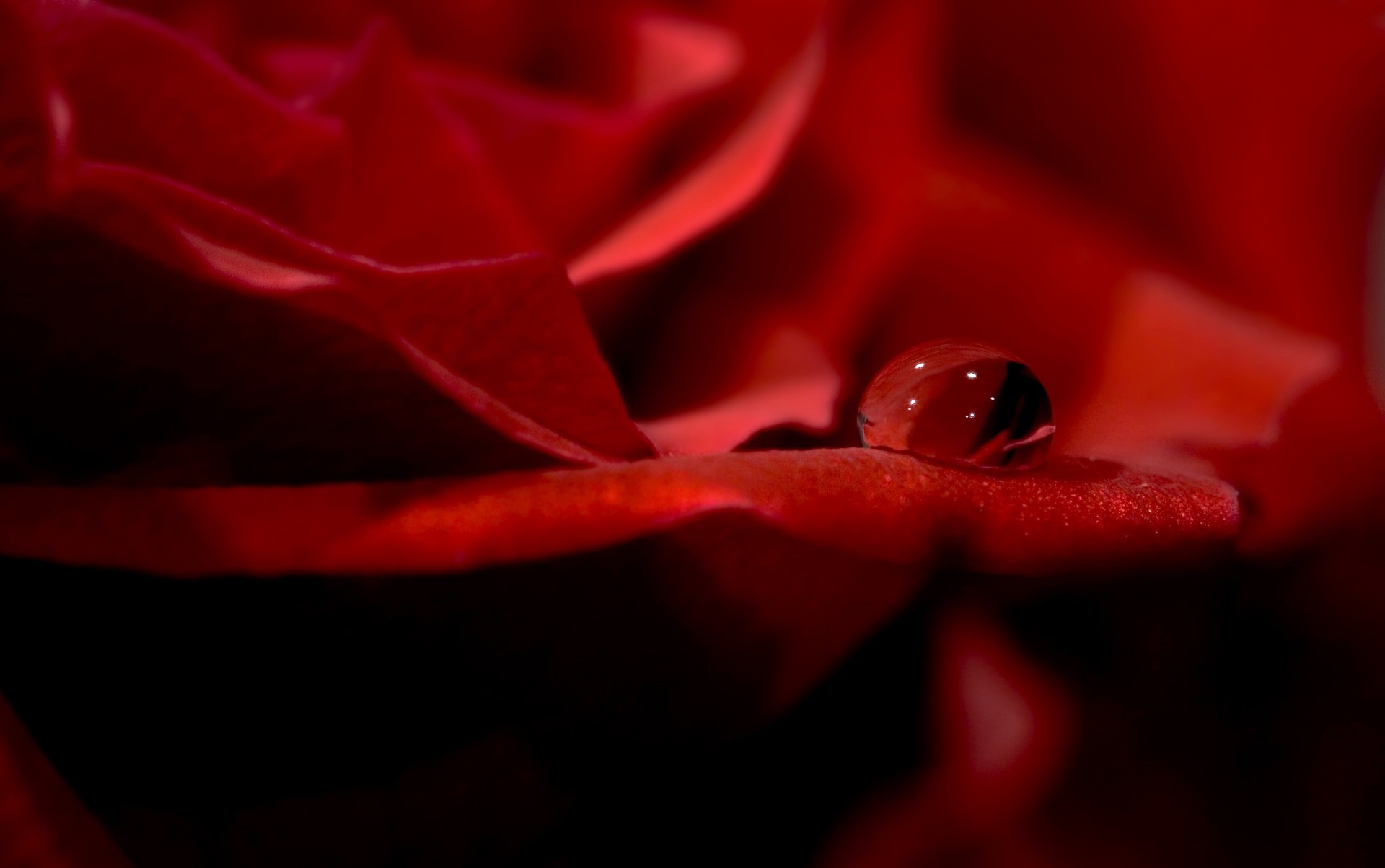 Close-up of a red rose petal with a water drop HD Wallpaper
