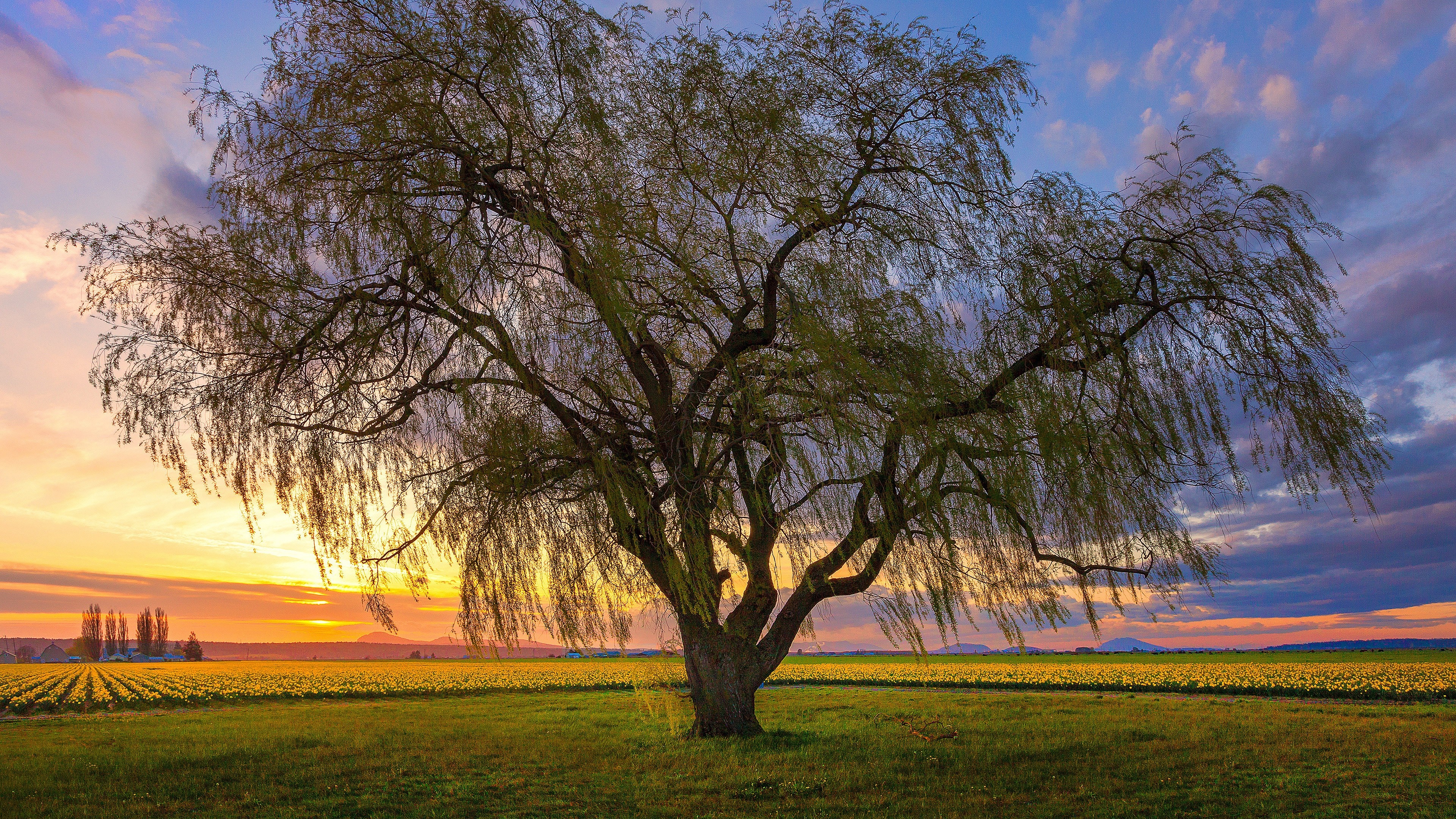 Weeping willow tree in a field at sunset HD Wallpaper