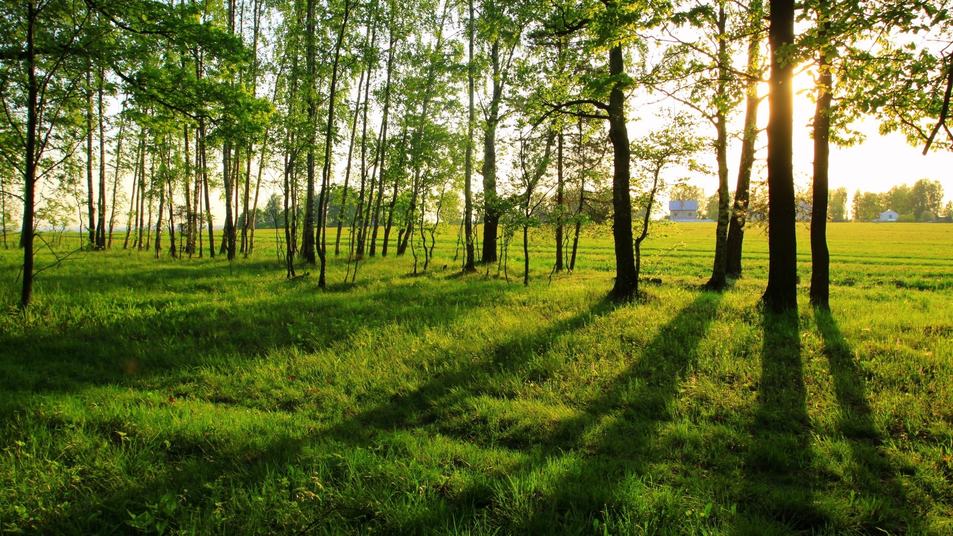 Sunlight filtering through trees onto a grassy field HD Wallpaper
