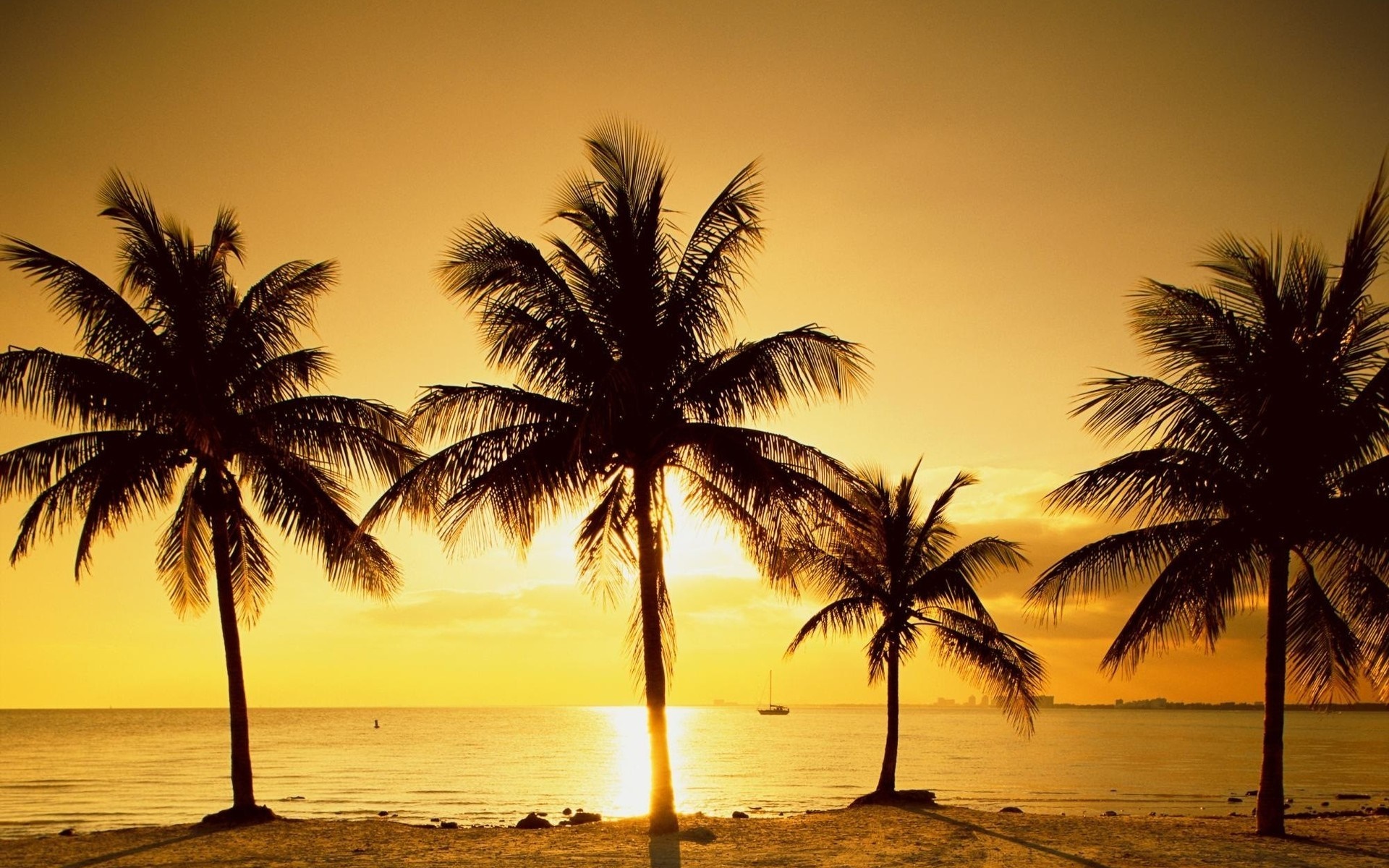Palm trees on a beach at sunset HD Wallpaper