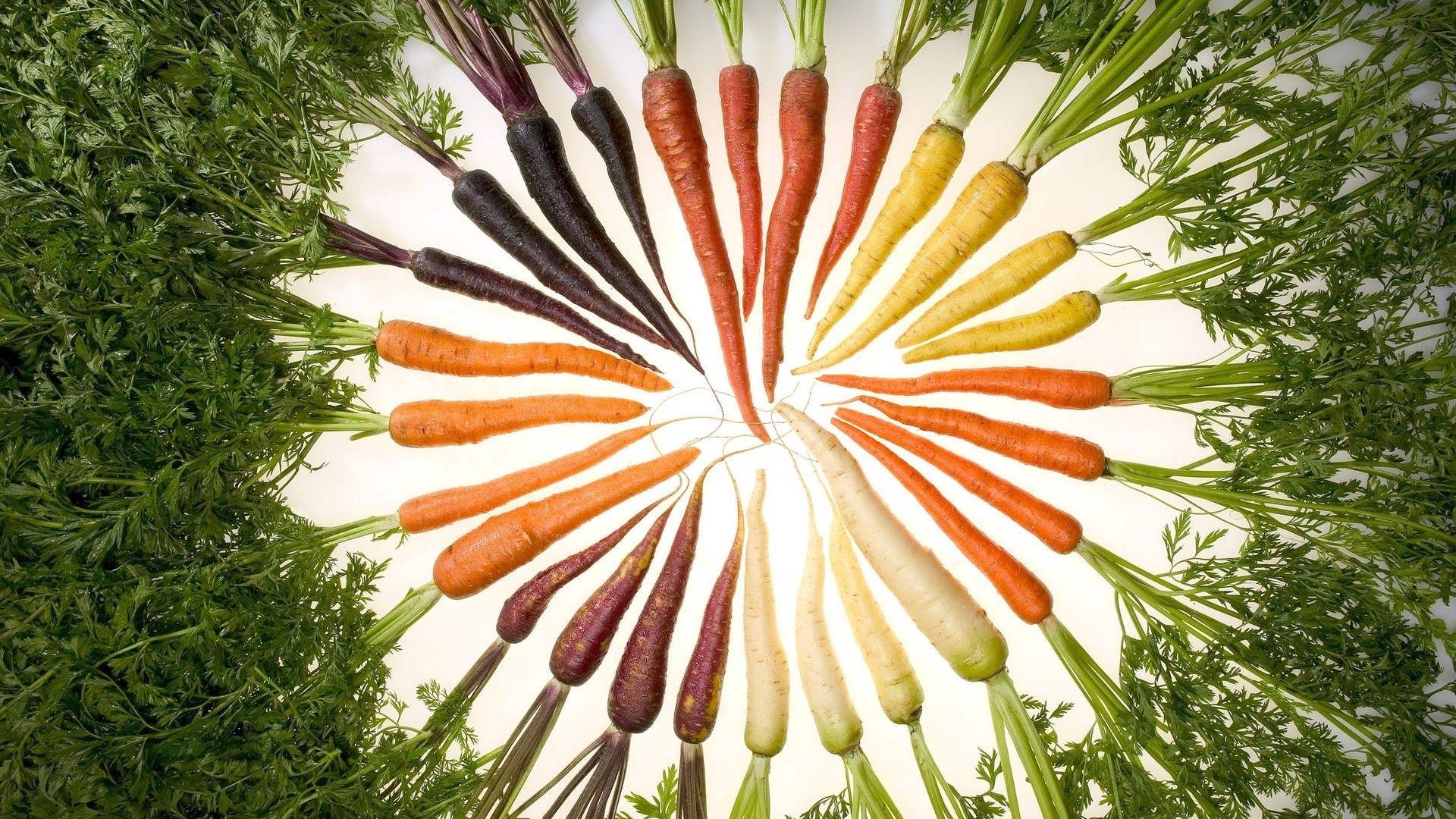 Assortment of colorful carrots arranged in a circle HD Wallpaper