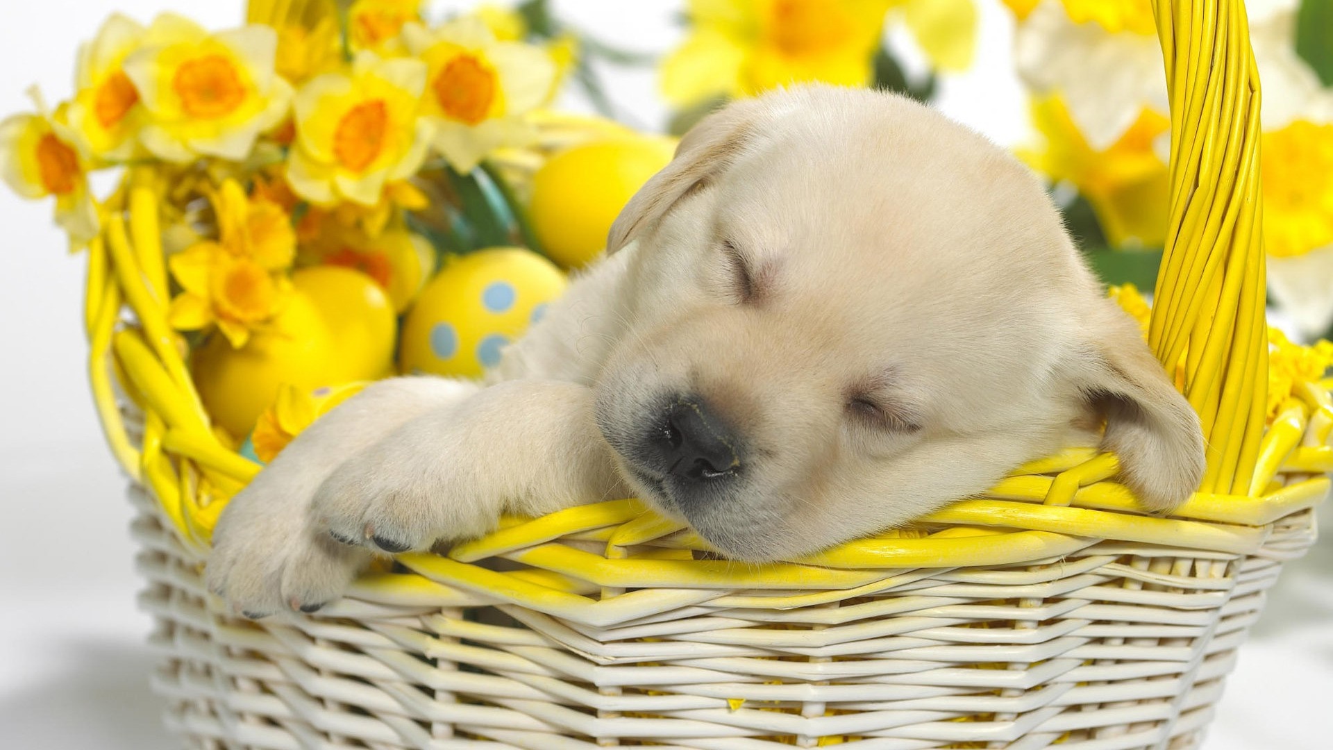 Yellow Easter basket with sleeping puppy and daffodils HD Wallpaper