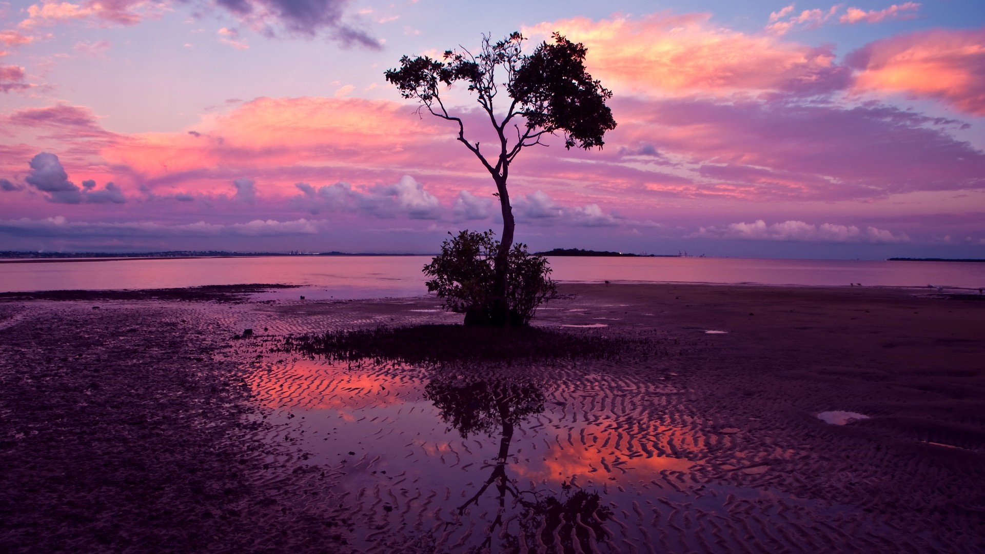 Tree reflecting in water at sunset on a beach HD Wallpaper