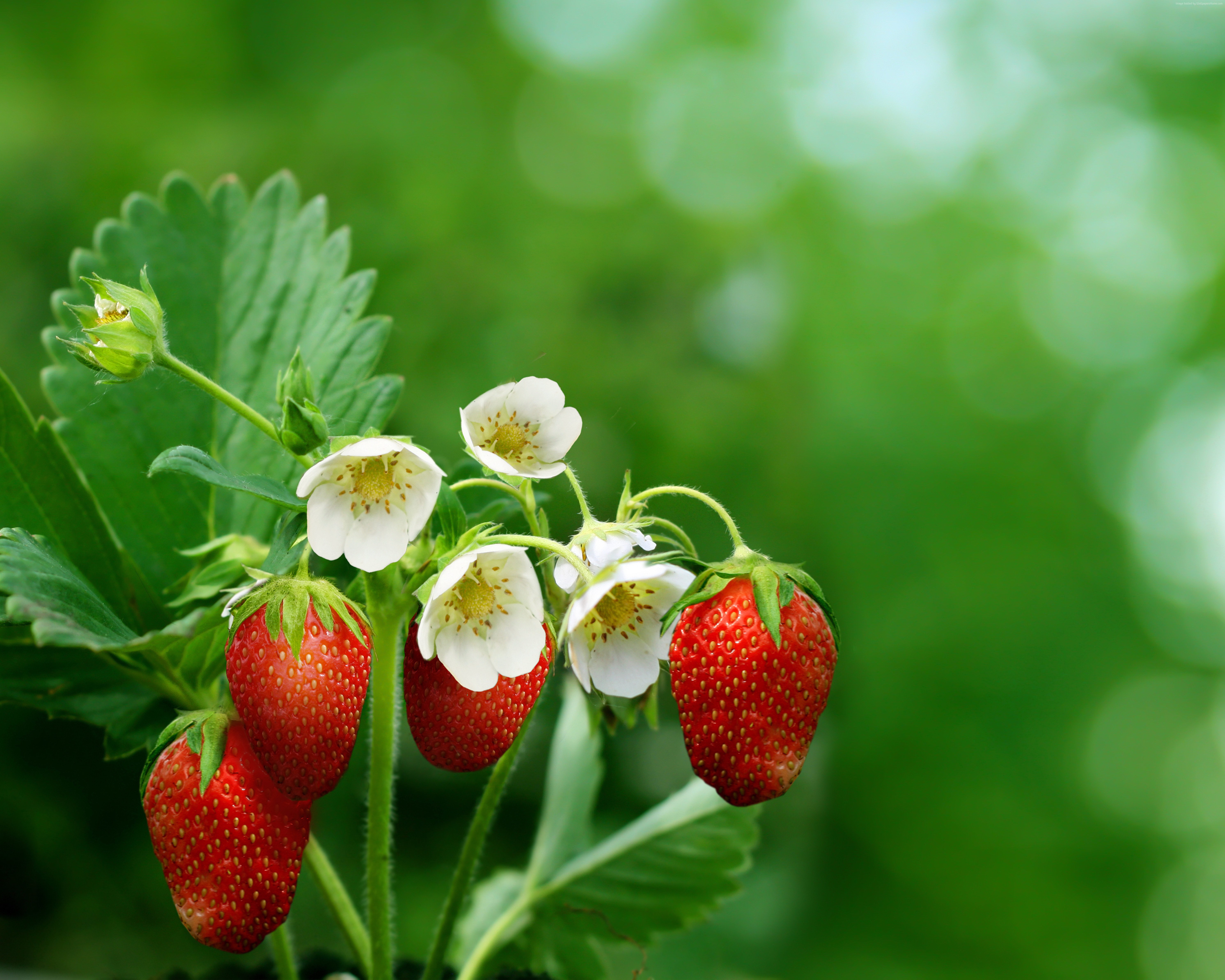 Strawberries and white flowers on a green background HD Wallpaper