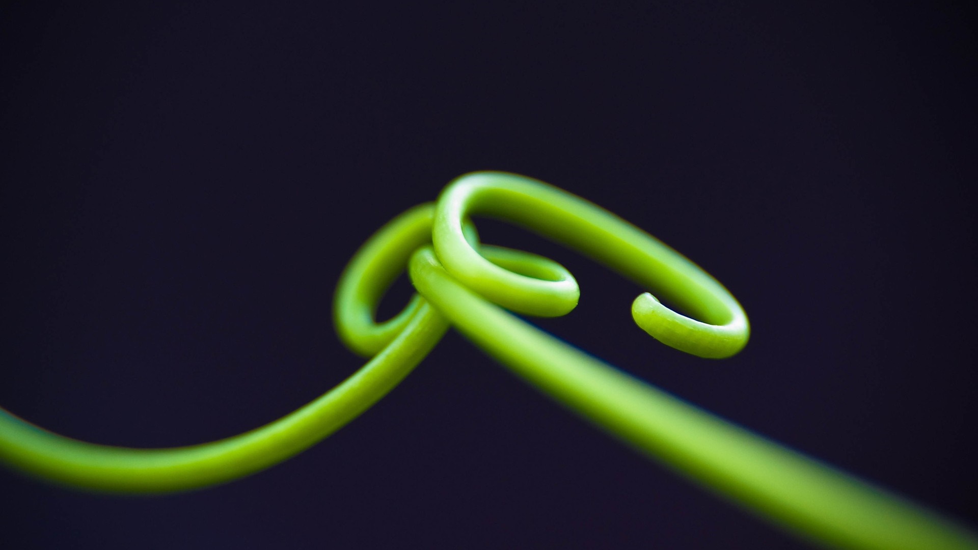 Close up of a green plant stem curl HD Wallpaper