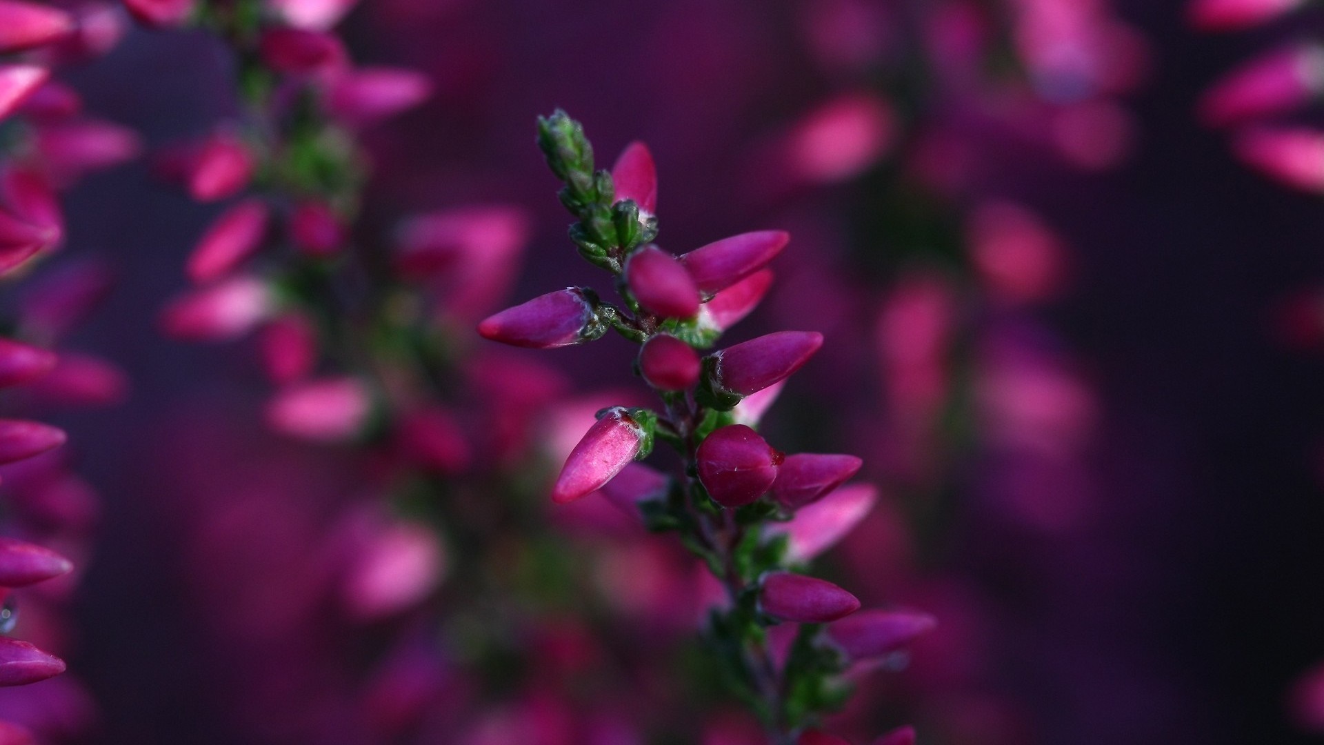 Close up of pink and purple heather flowers HD Wallpaper