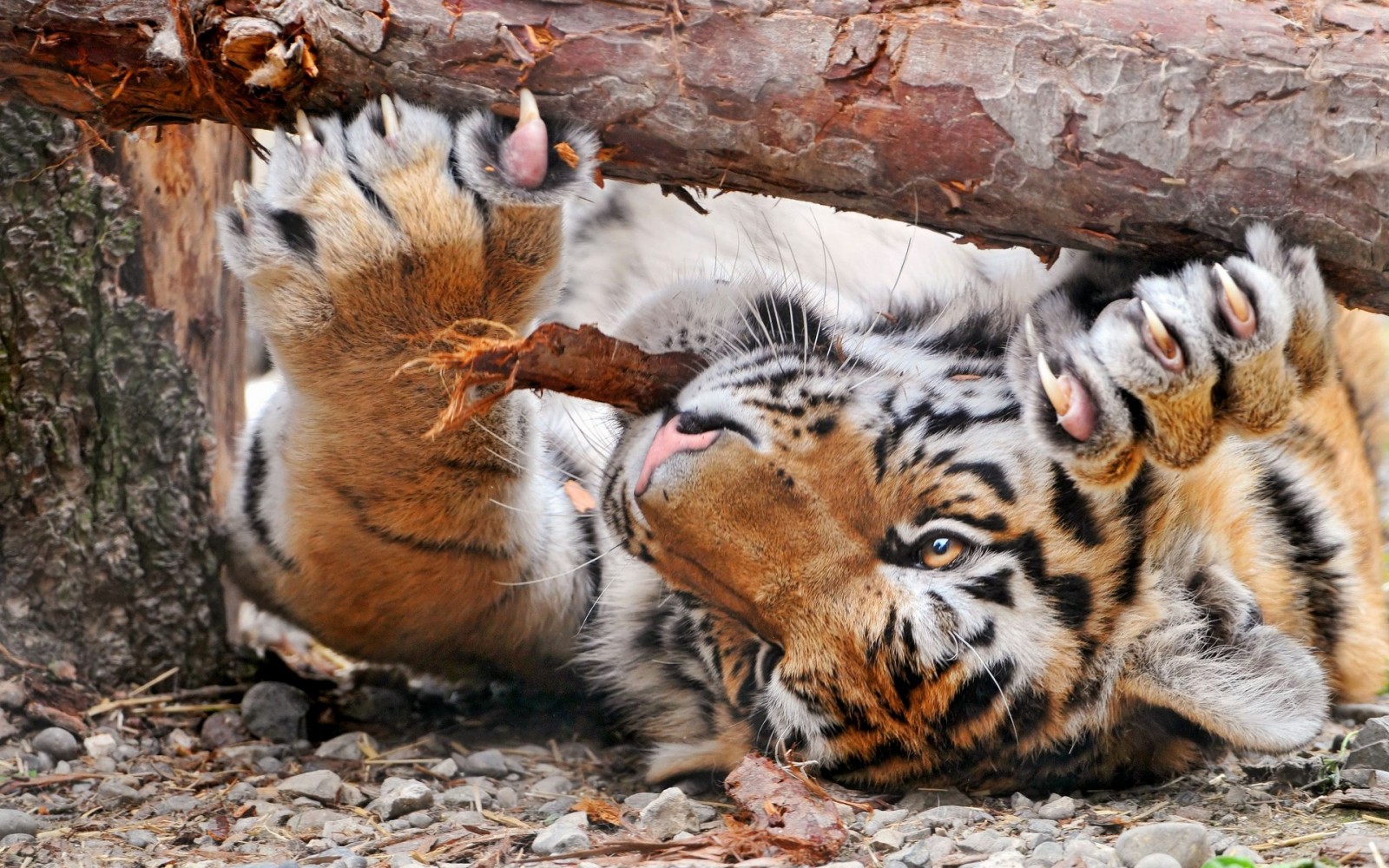 Tiger playing with a log in a zoo HD Wallpaper