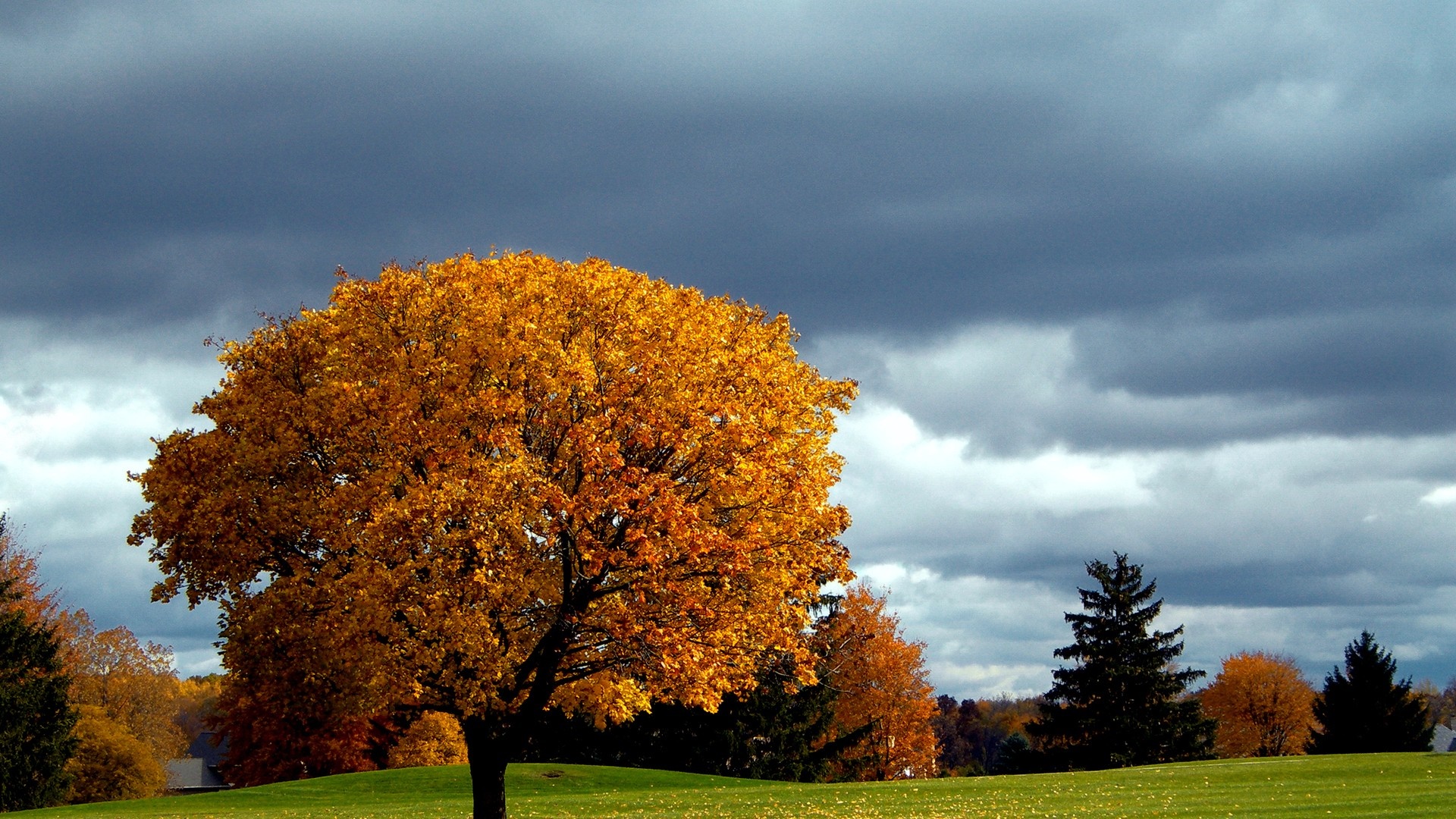 Autumn tree on a grassy field under a cloudy sky HD Wallpaper