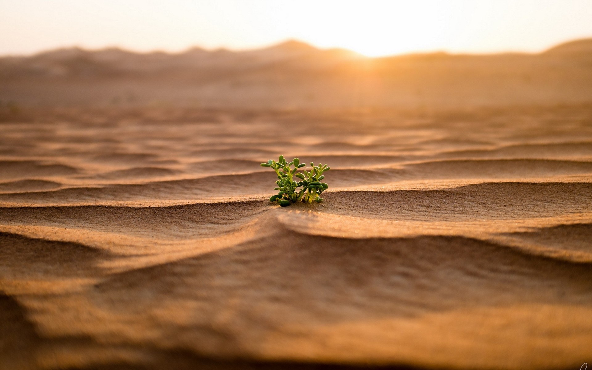 A lone green plant sprouts from rippled desert sand at sunrise HD Wallpaper