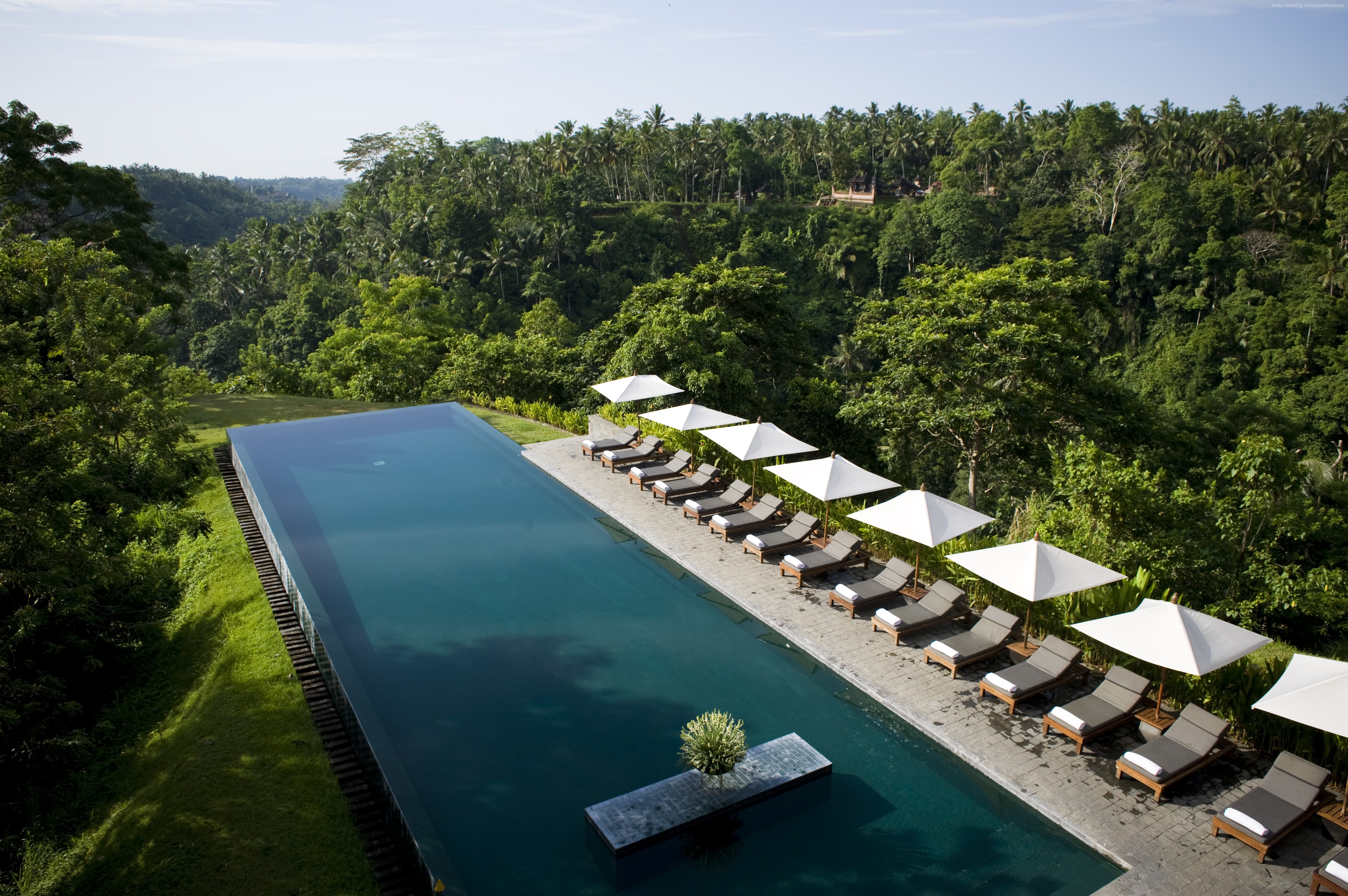 Infinity pool overlooking a lush forest in Bali HD Wallpaper