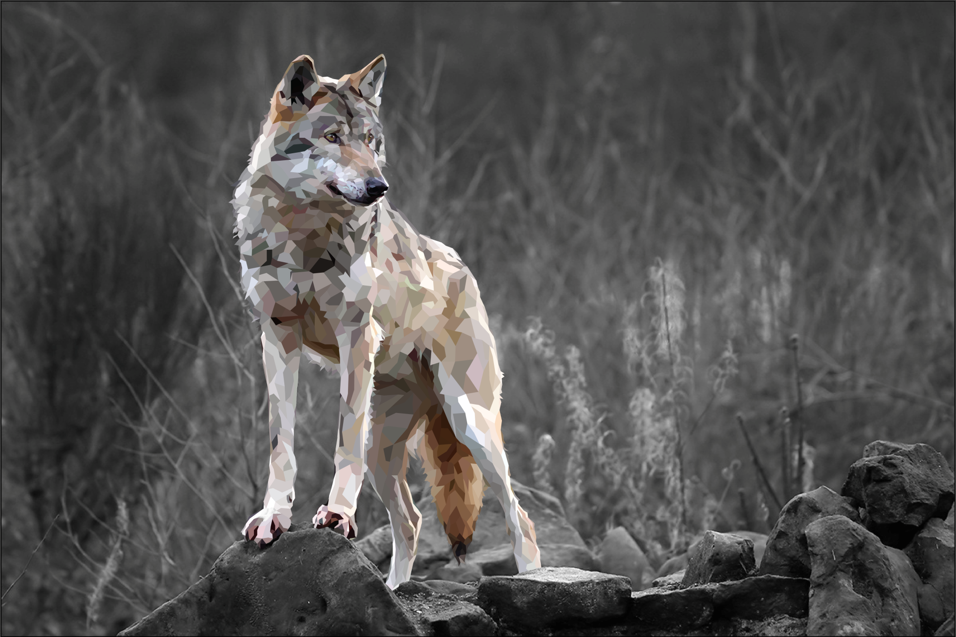 Wolf standing on rocks with selective coloring HD Wallpaper