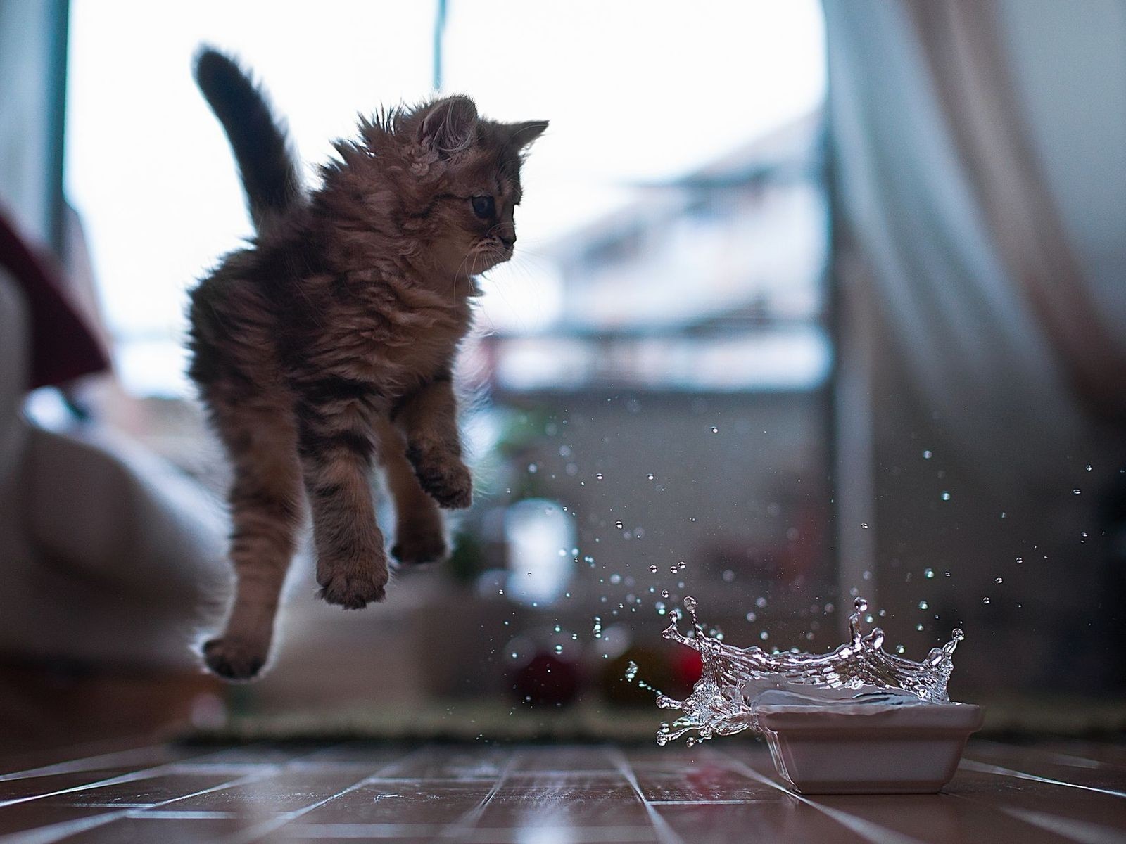 Kitten jumping over water splash HD Wallpaper