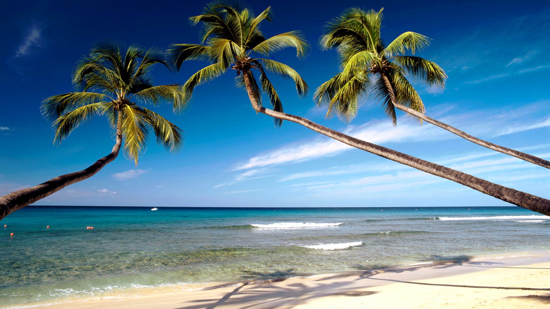 Palm trees on a tropical beach with turquoise water HD Wallpaper