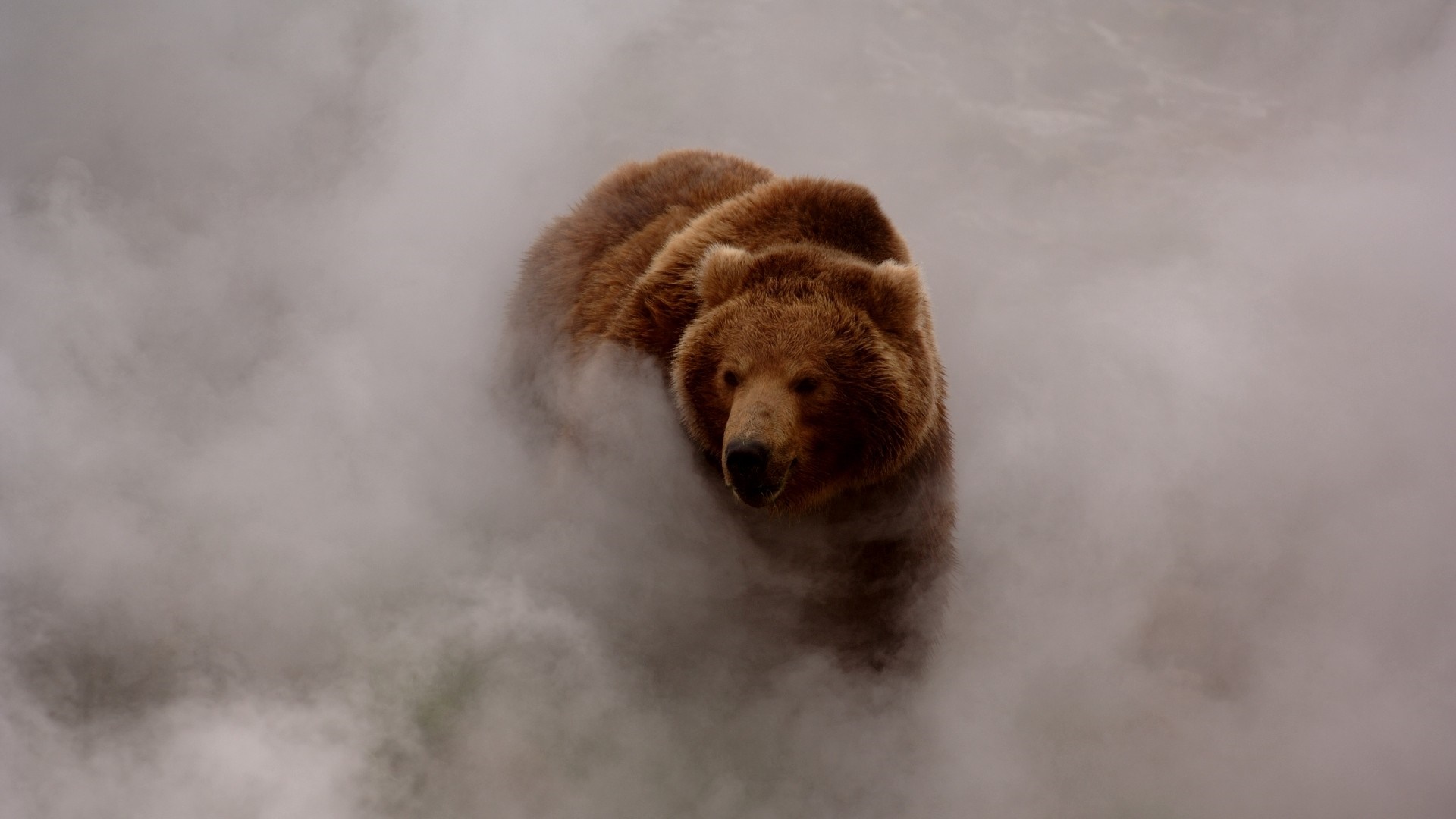 Grizzly bear in mist HD Wallpaper