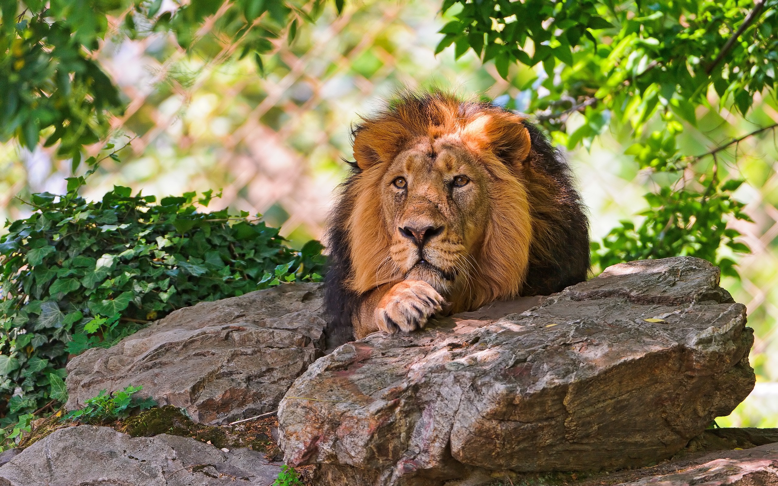 Lion resting on rocks with greenery and fence HD Wallpaper