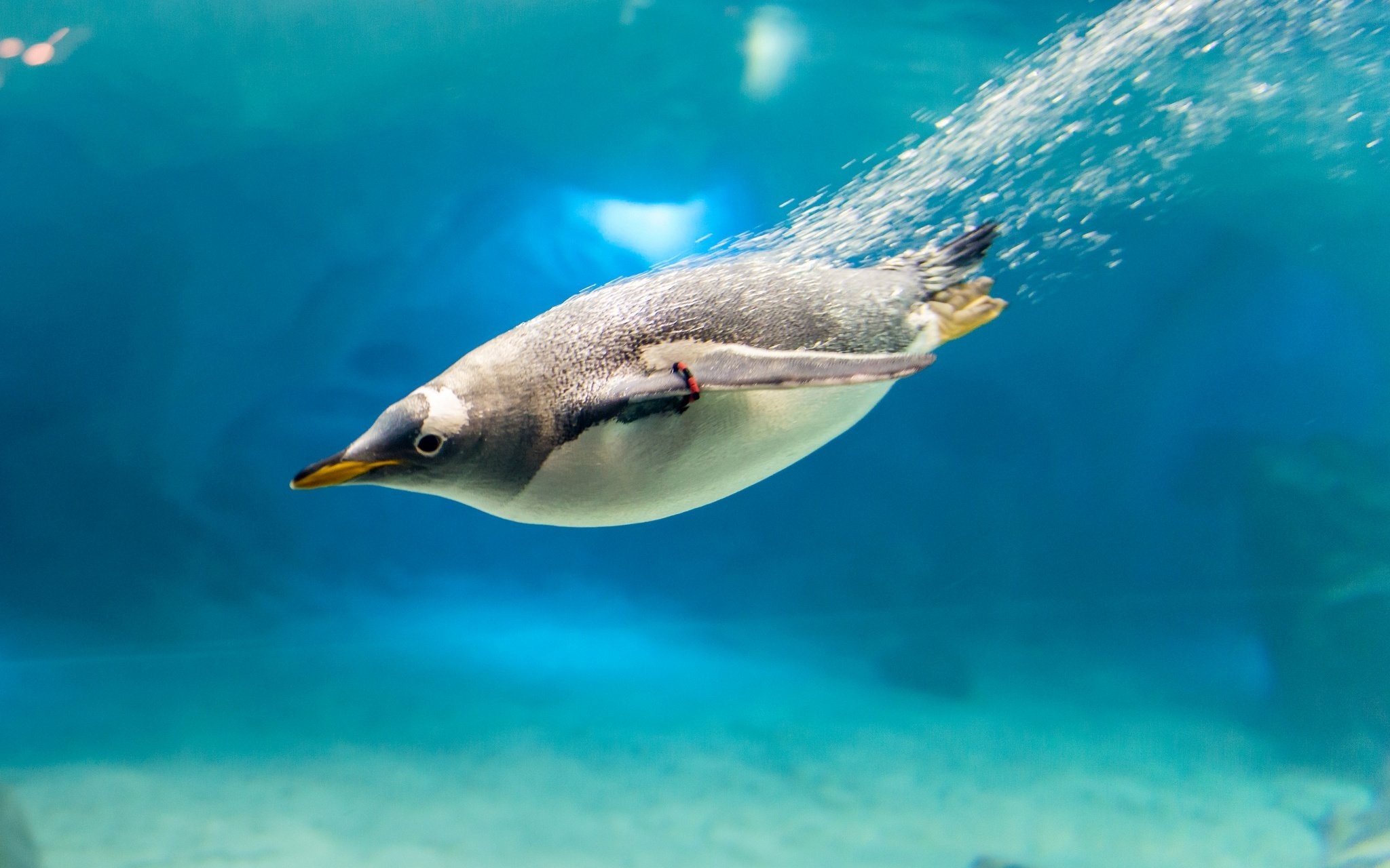Penguin swimming underwater with bubbles HD Wallpaper