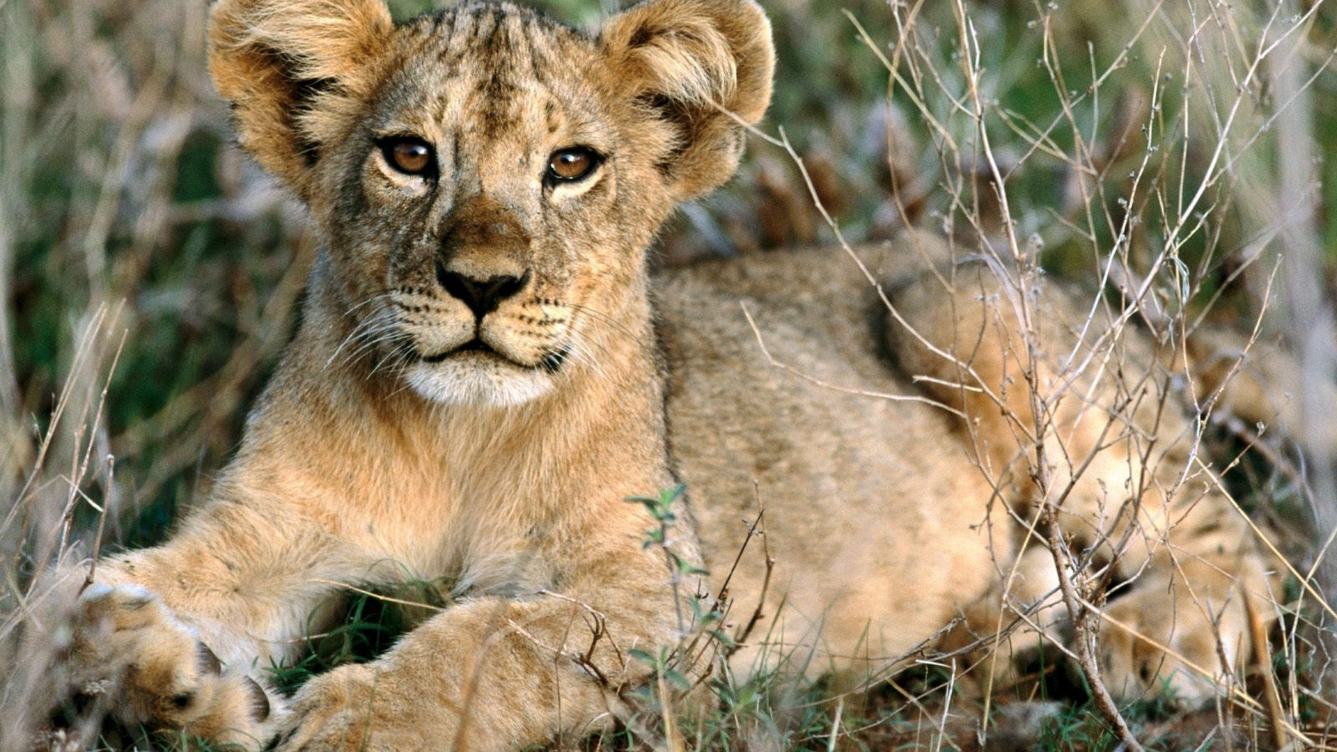 A lion cub lies in tall grass on the savanna HD Wallpaper