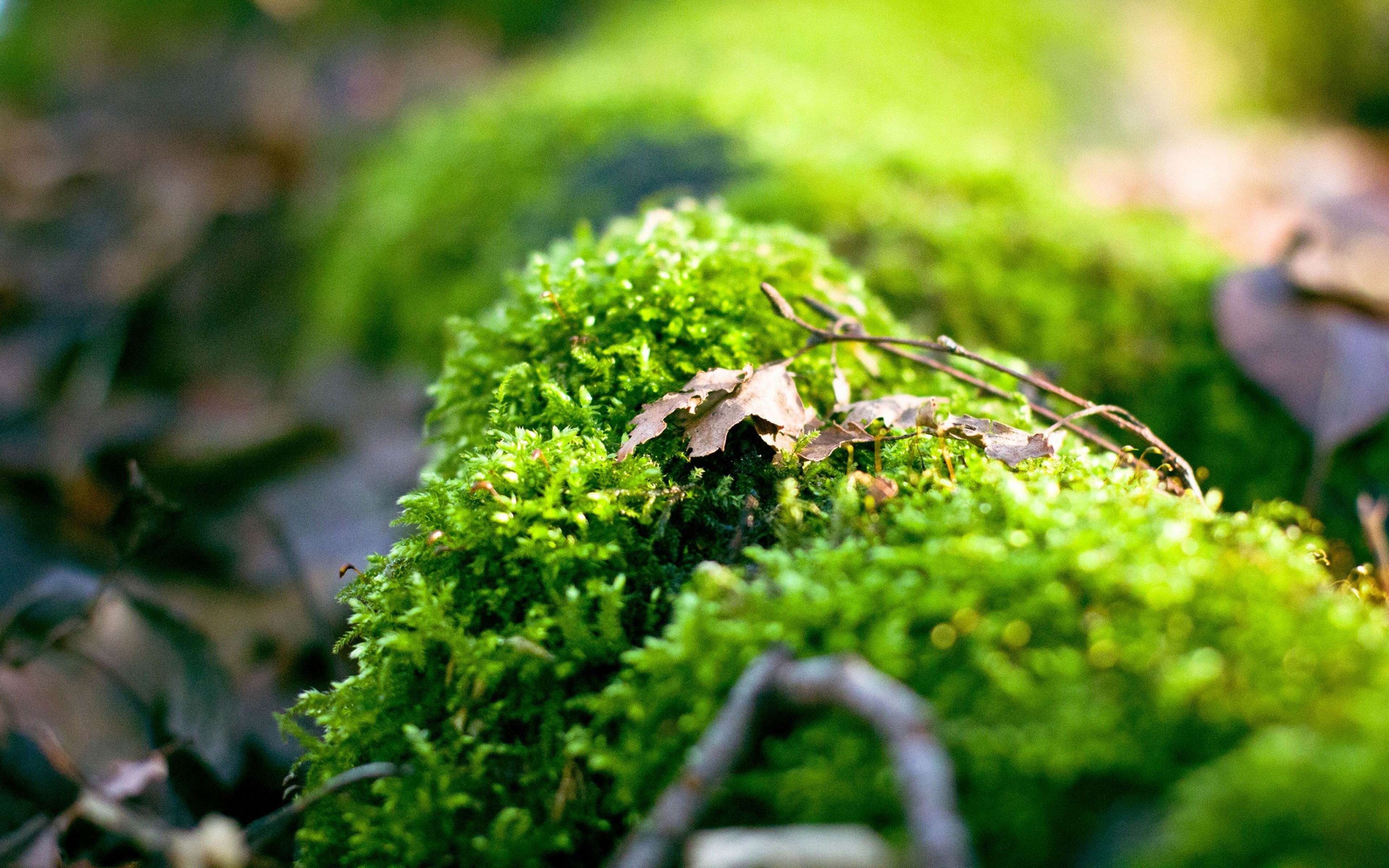 Mossy forest floor with fallen leaves and sunlight HD Wallpaper