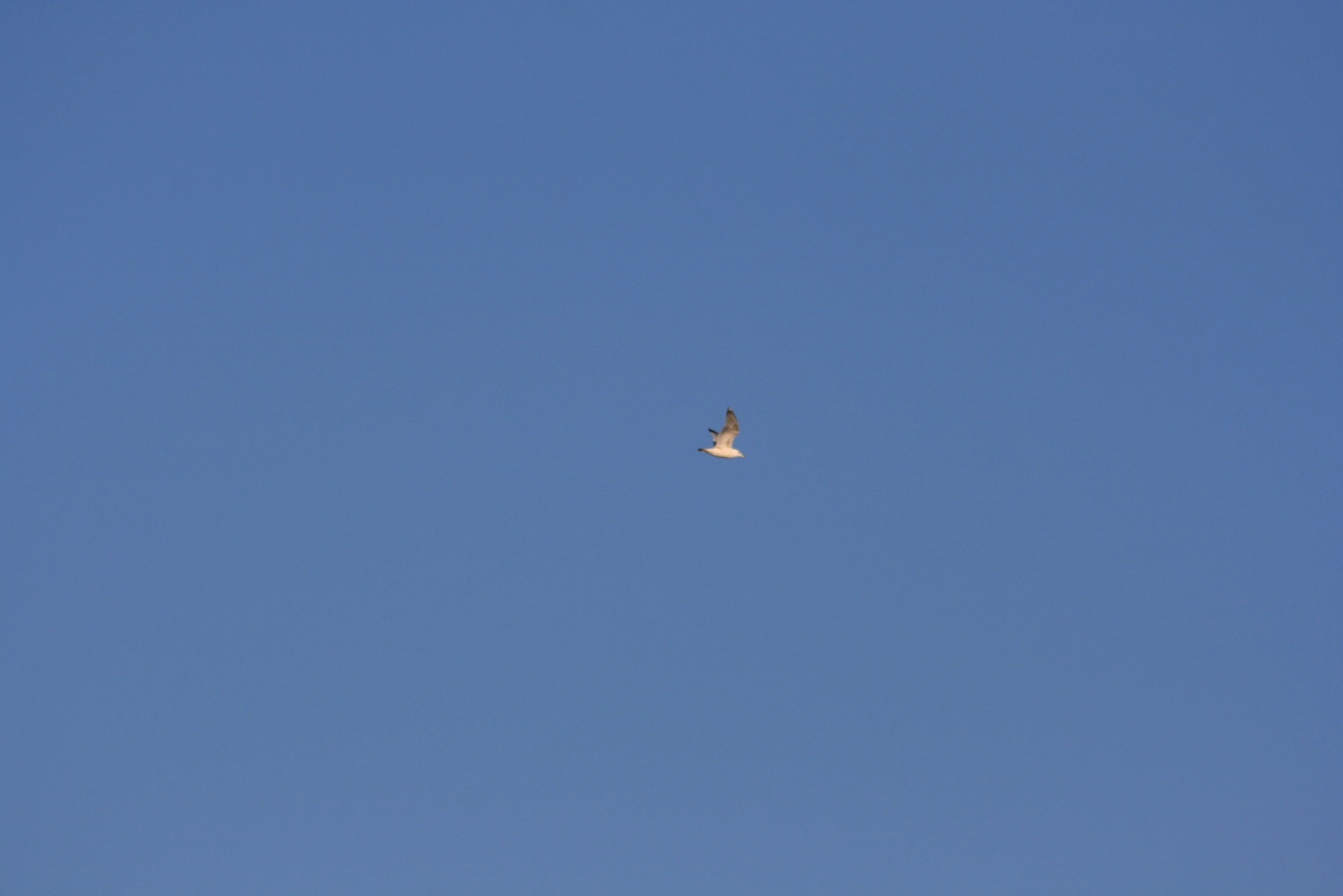 A single bird flying in a clear blue sky HD Wallpaper