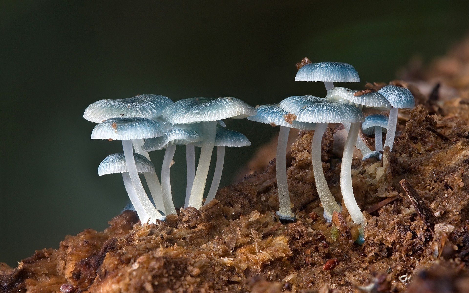 Close-up of blue mushrooms on a log HD Wallpaper