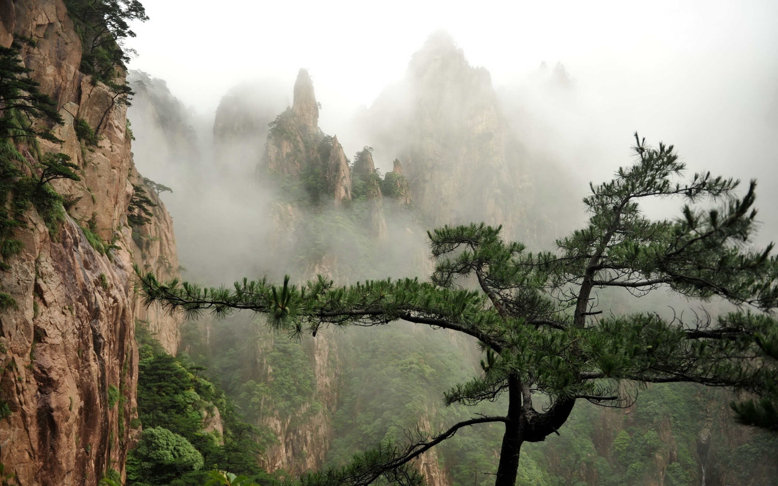 Misty mountains with pine trees HD Wallpaper