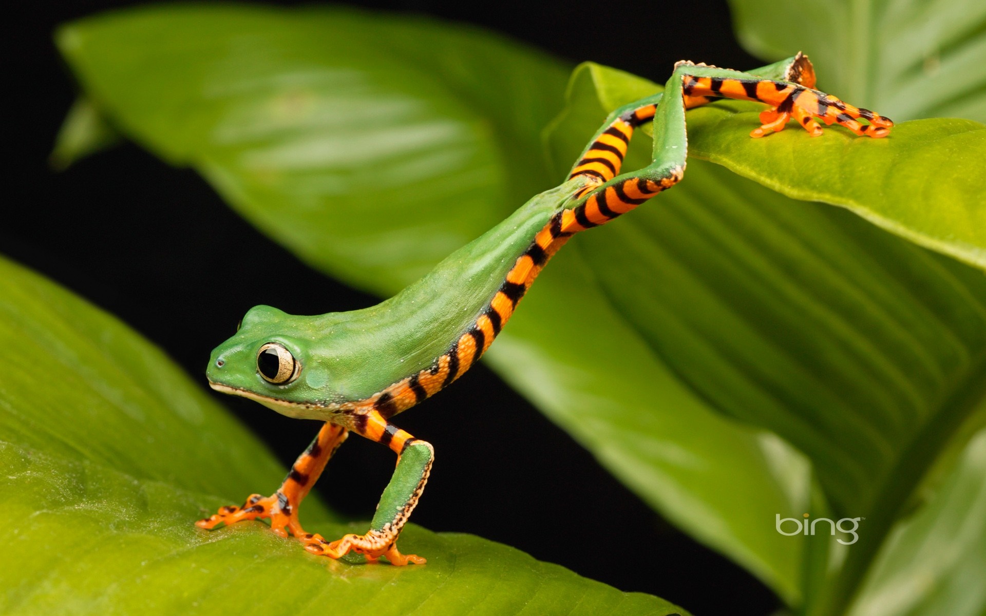 Green tree frog with orange and black stripes on leaves HD Wallpaper