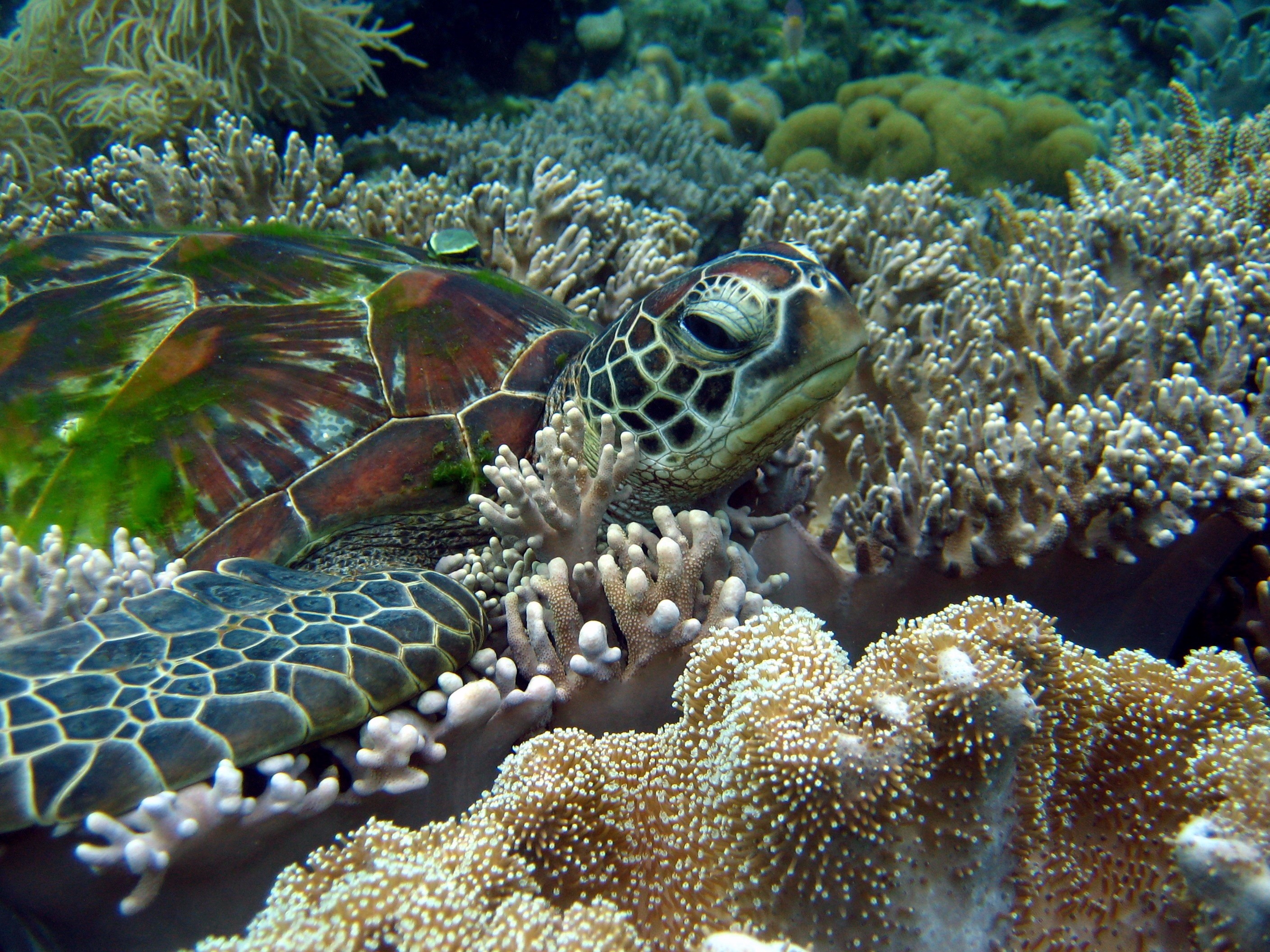 Sea turtle resting among coral reef HD Wallpaper