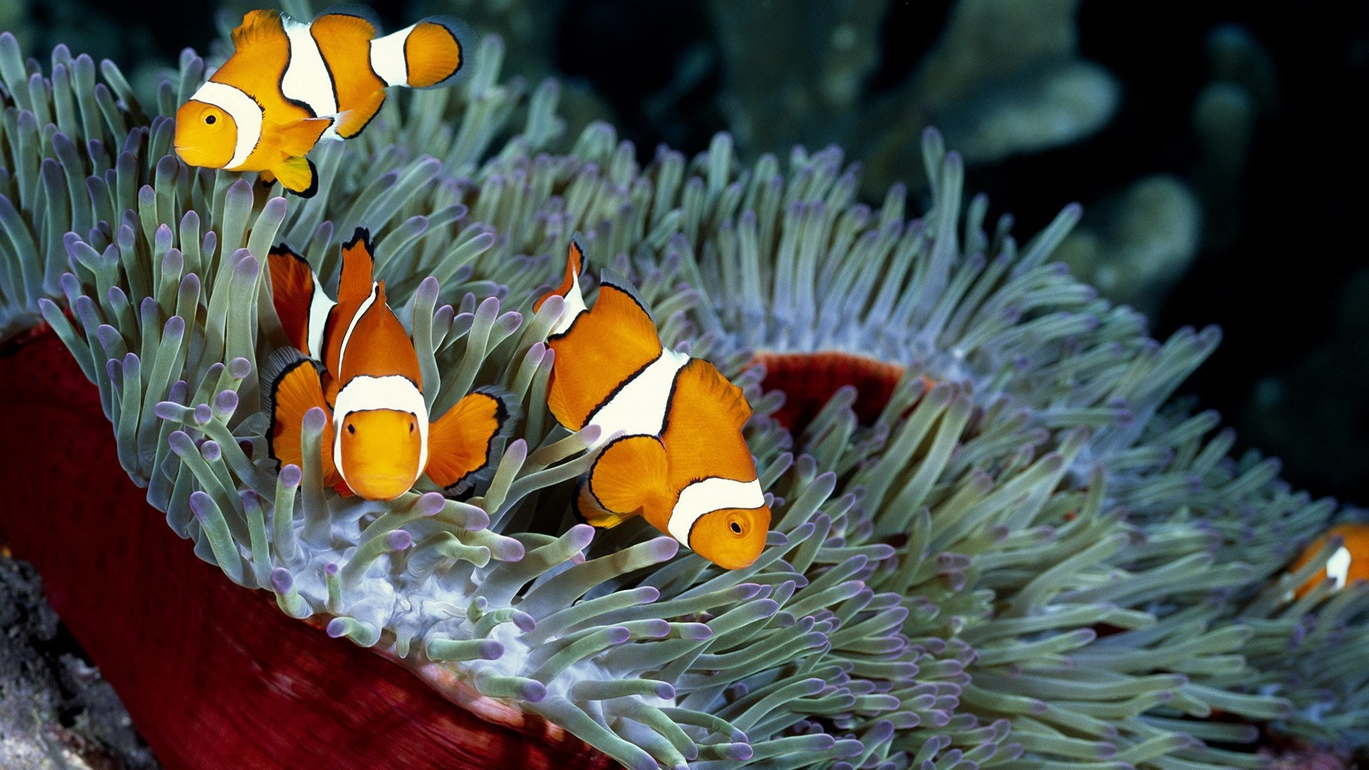 Clownfish swimming in a sea anemone HD Wallpaper