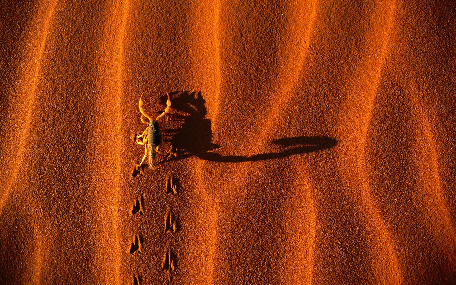 Scorpion casting a long shadow on sand dunes HD Wallpaper